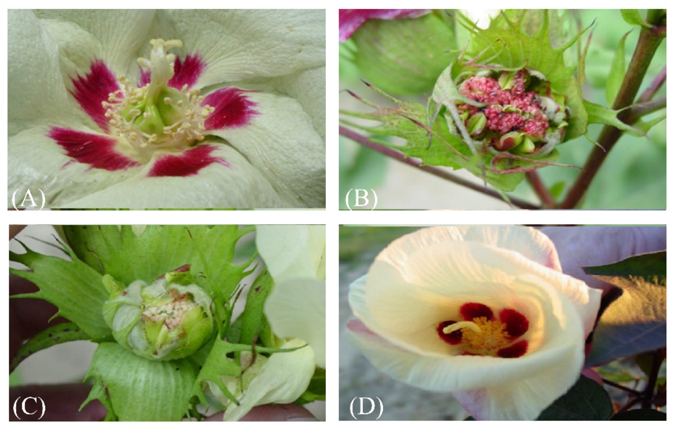 Agronomy 12 03158 g002