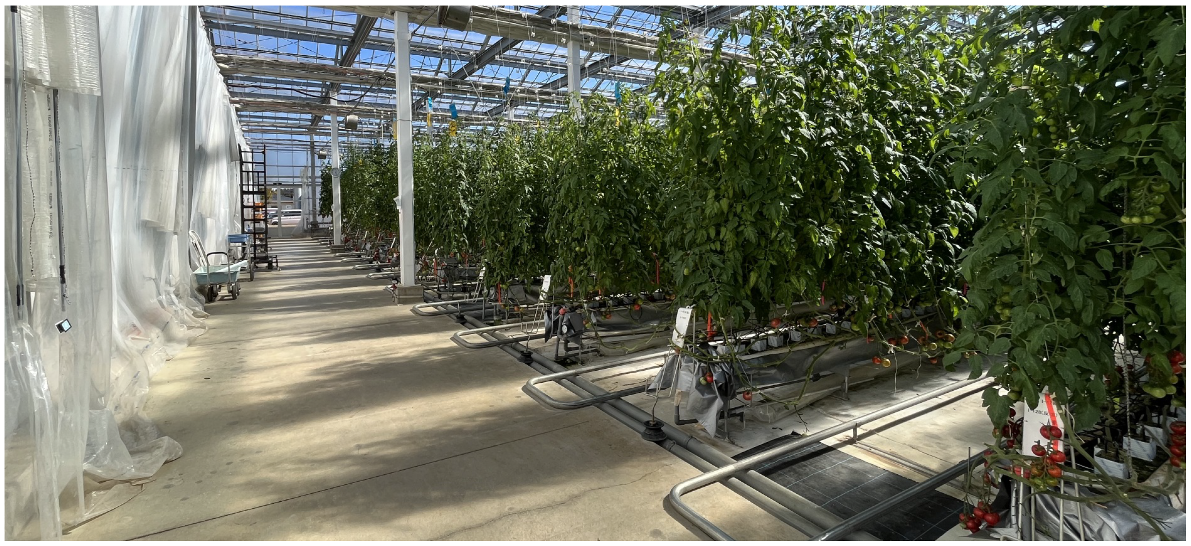 Agronomy 12 03160 g001