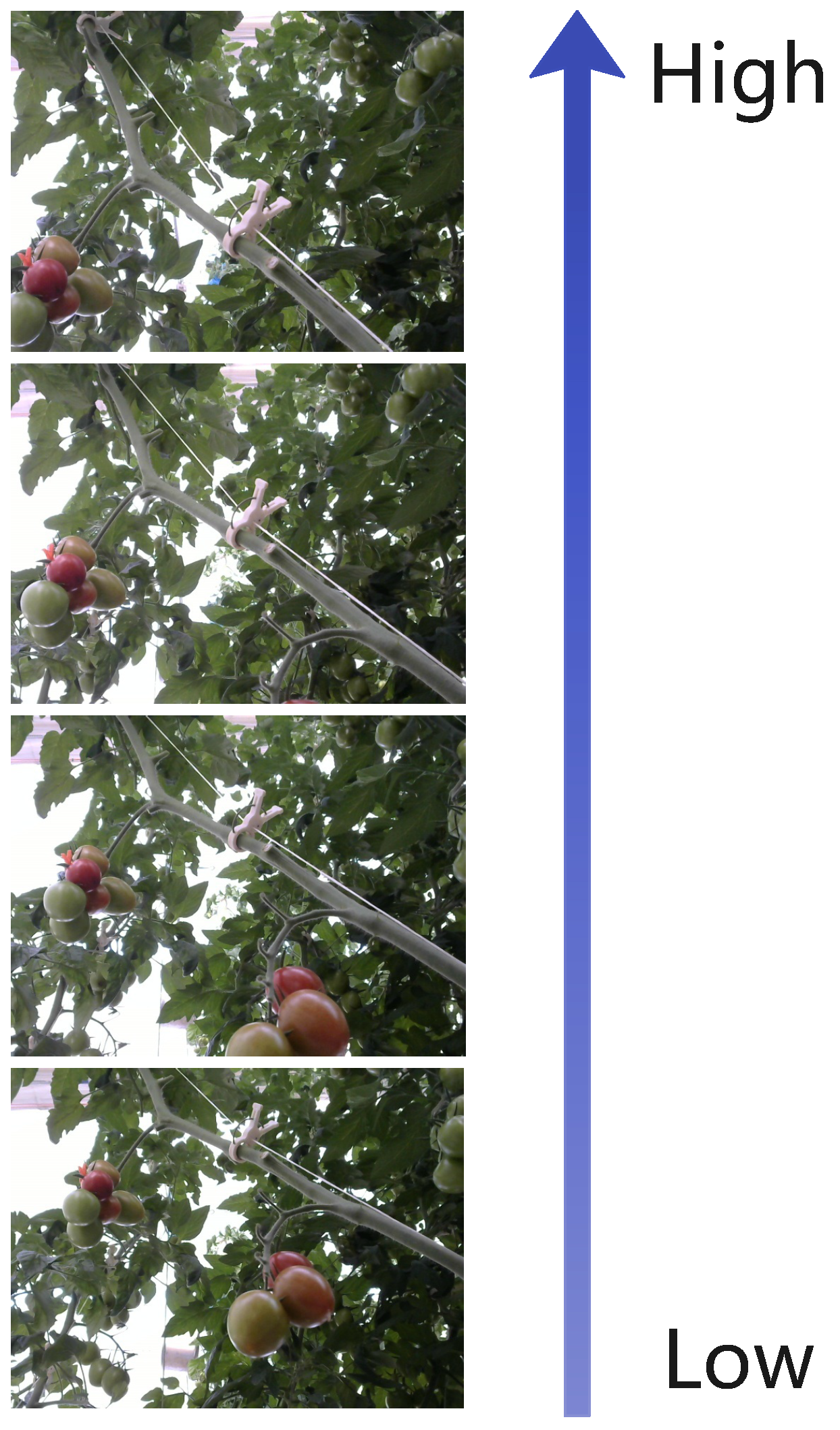 Agronomy 12 03160 g010