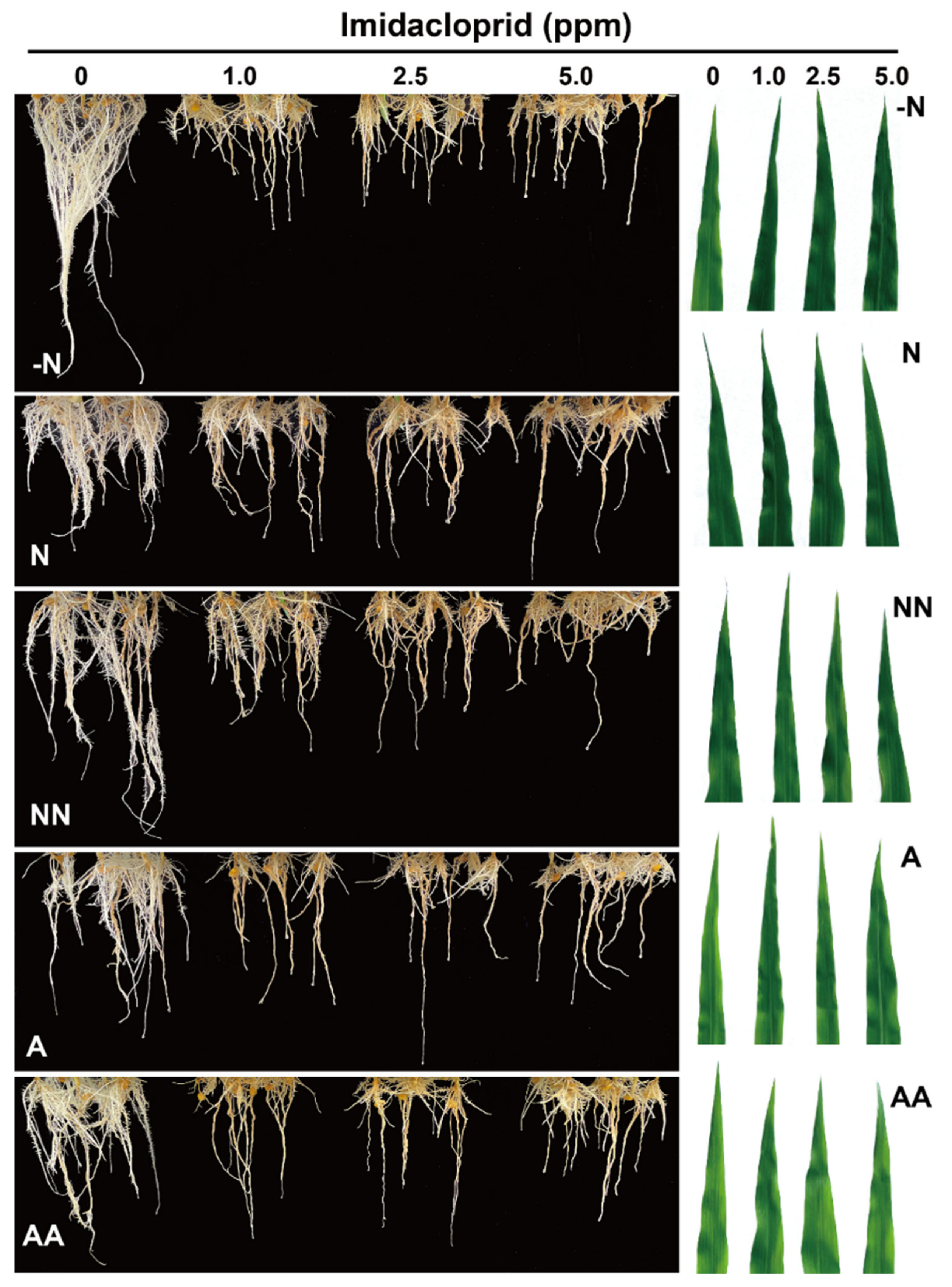 Agronomy 12 03161 g001 Agronomy 12 03161 g001