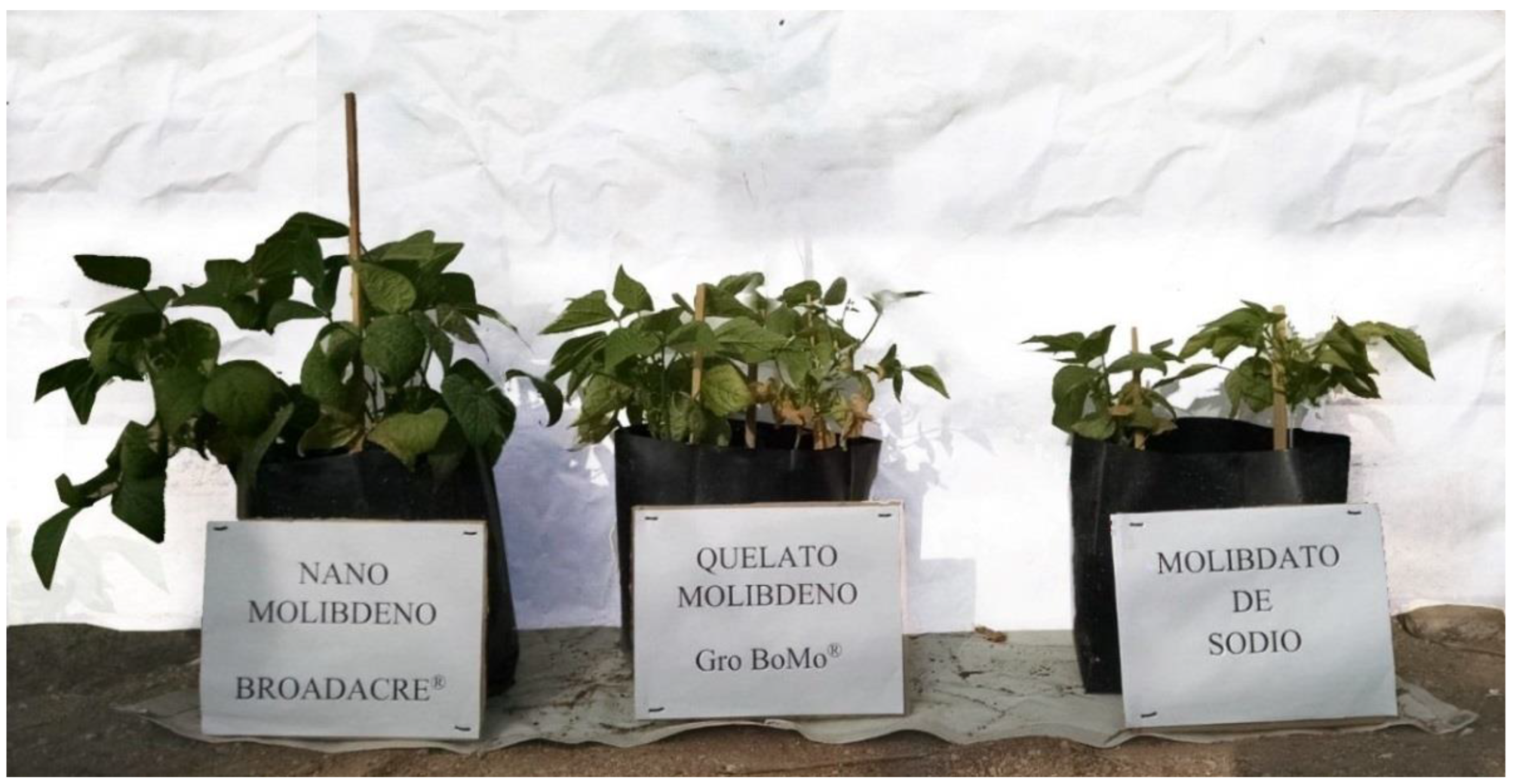 Agronomy 12 03163 g002