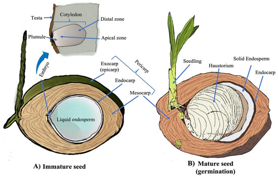Endosperm Coconut endosperm-coconut