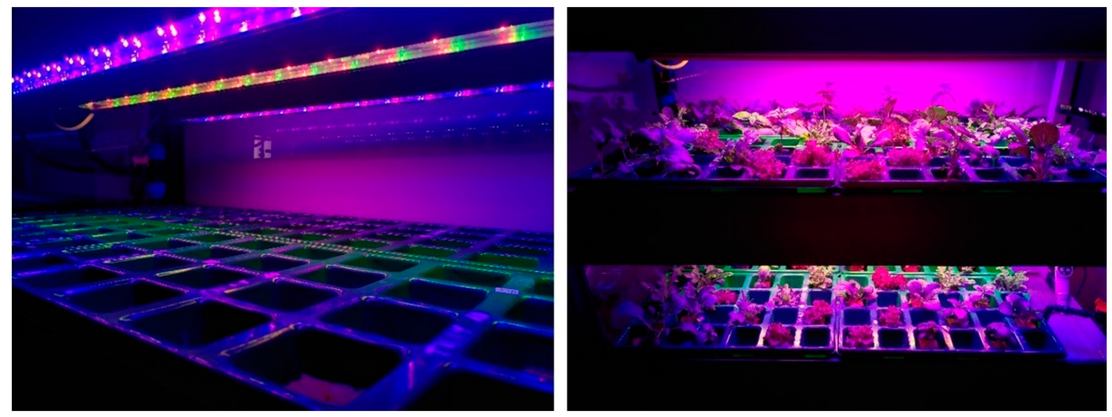 Agronomy 12 03182 g002