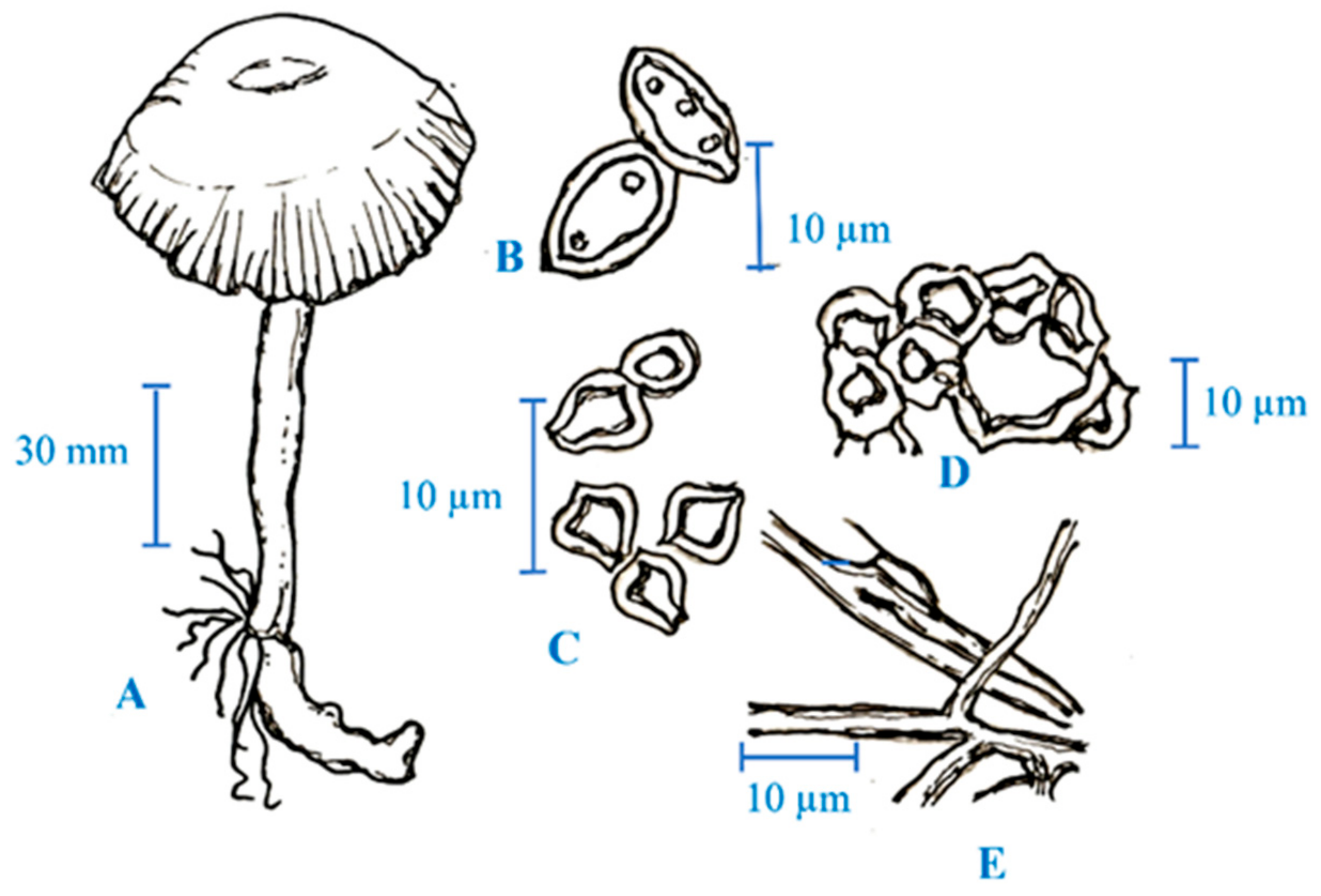 Golden Teacher Mushroom