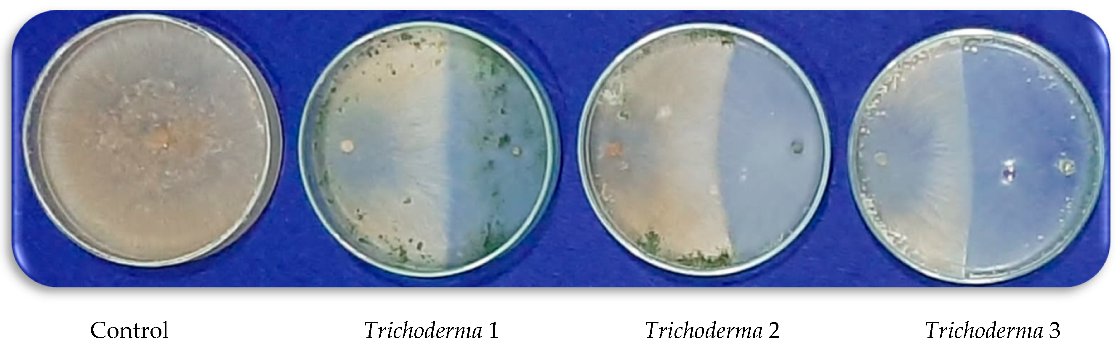 Agronomy 12 03186 g003