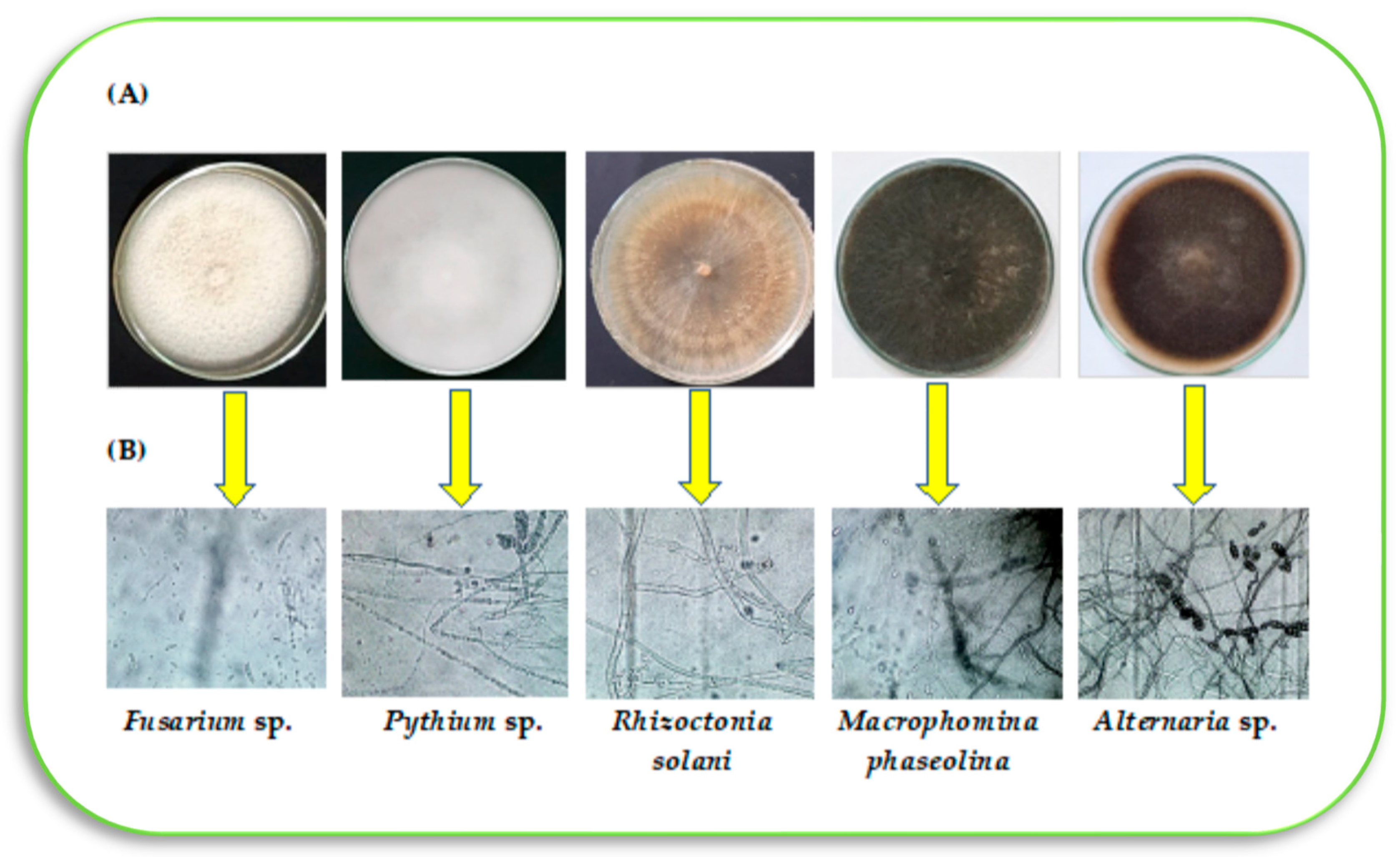 Agronomy 12 03186 g009