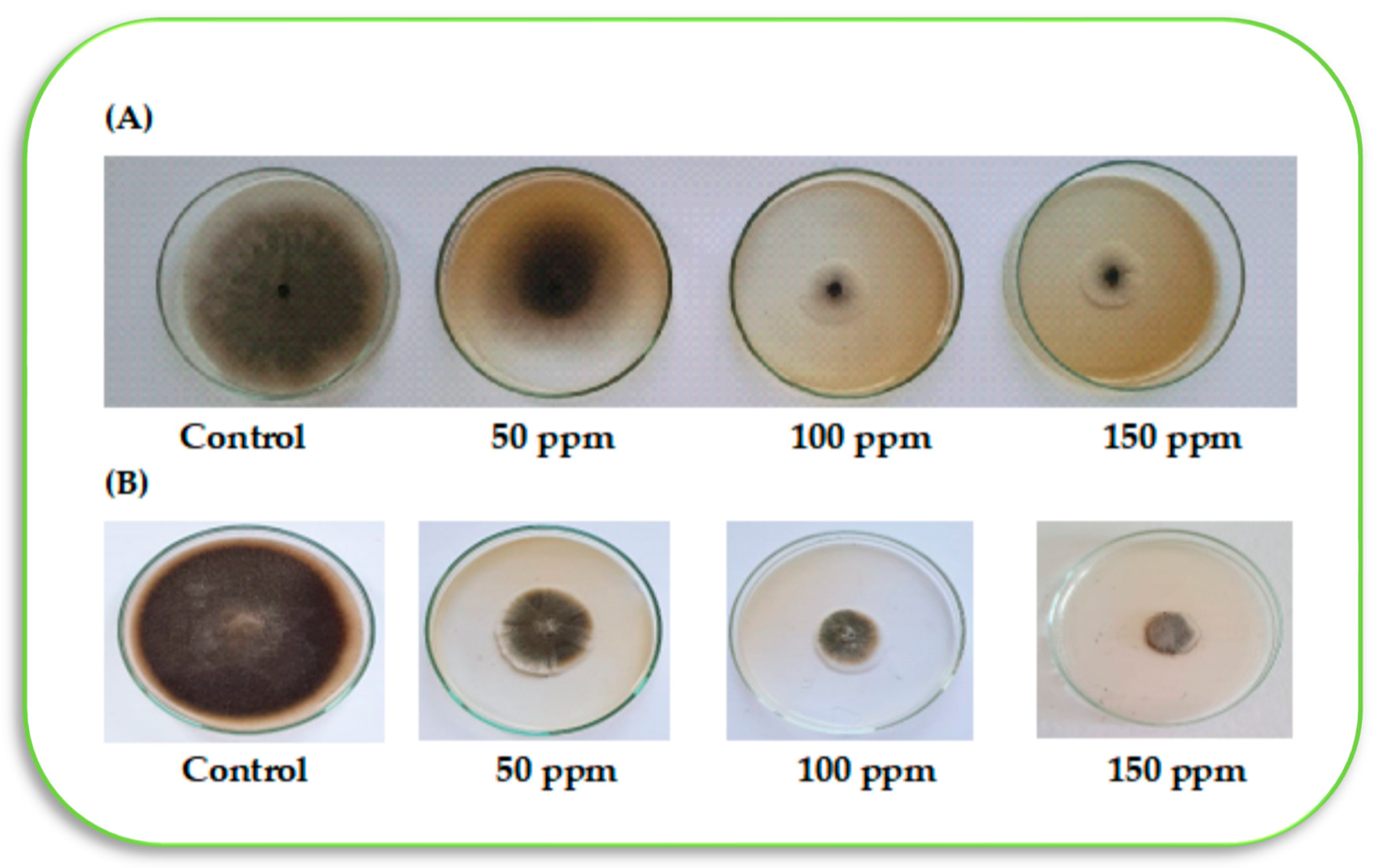 Agronomy 12 03186 g010