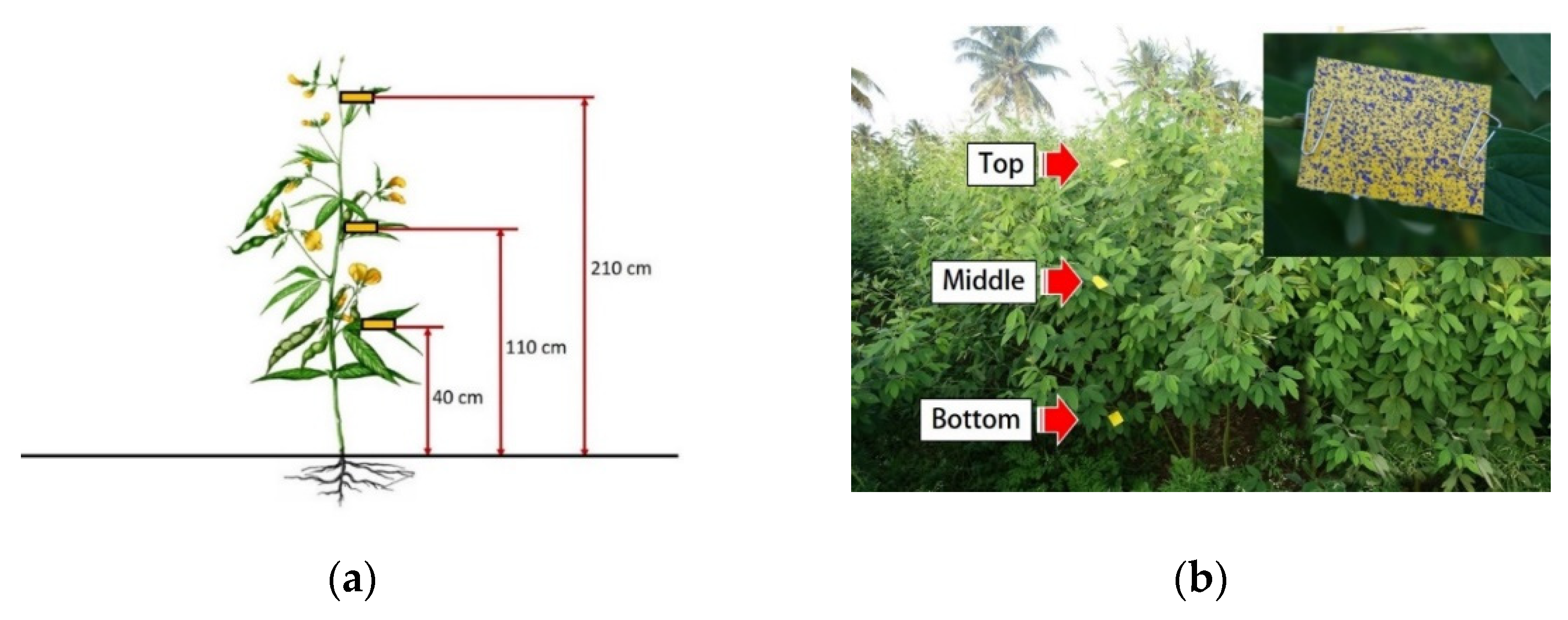 Agronomy 12 03196 g003