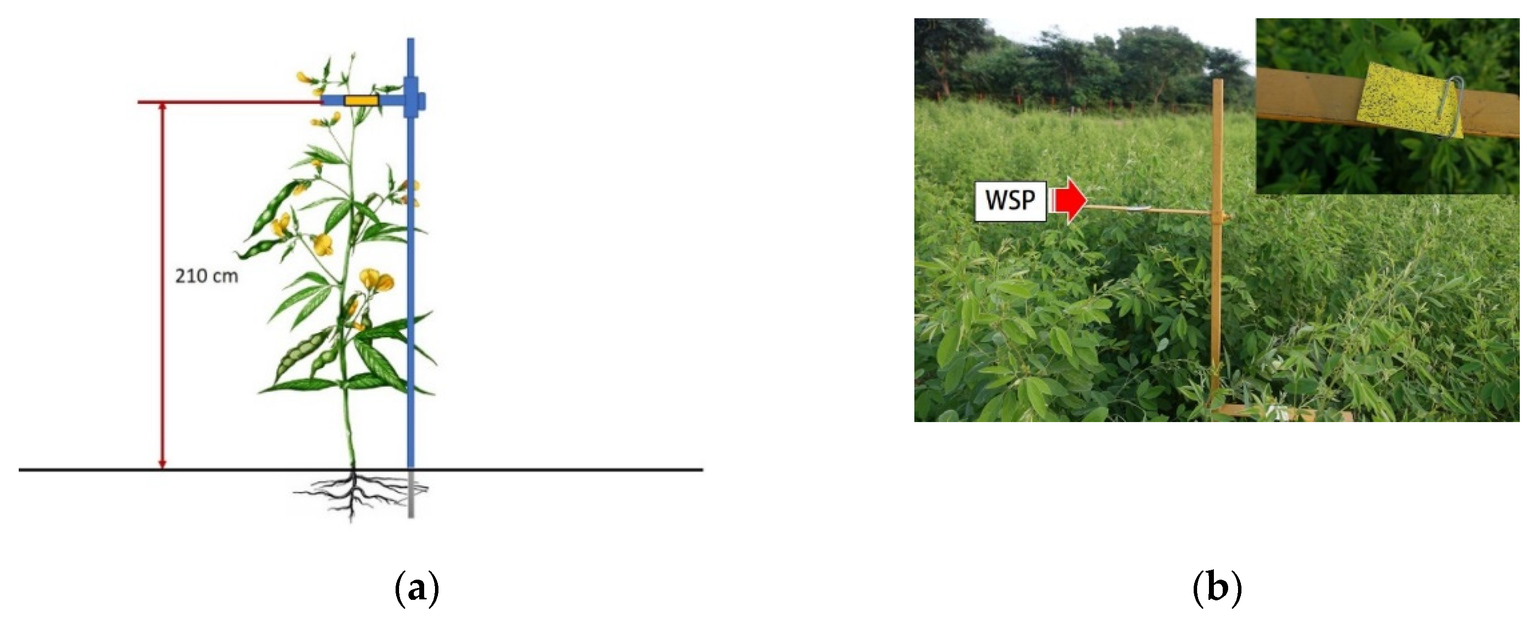 Agronomy 12 03196 g005