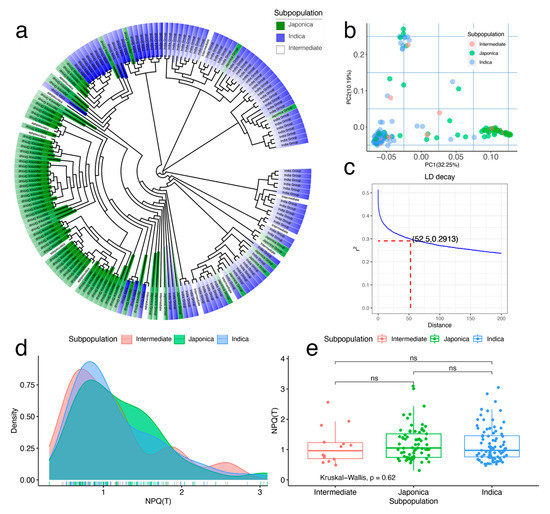 Genome-Wide Association Study for Non-Photochemical Quenching