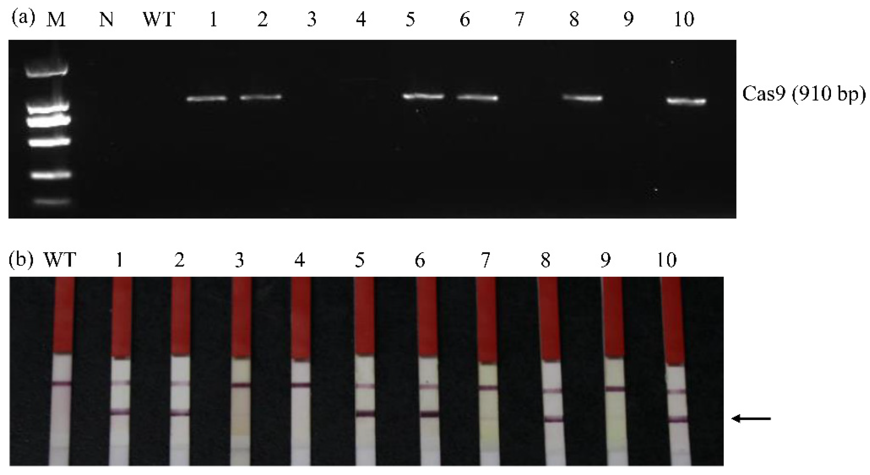 Agronomy 12 03218 g003
