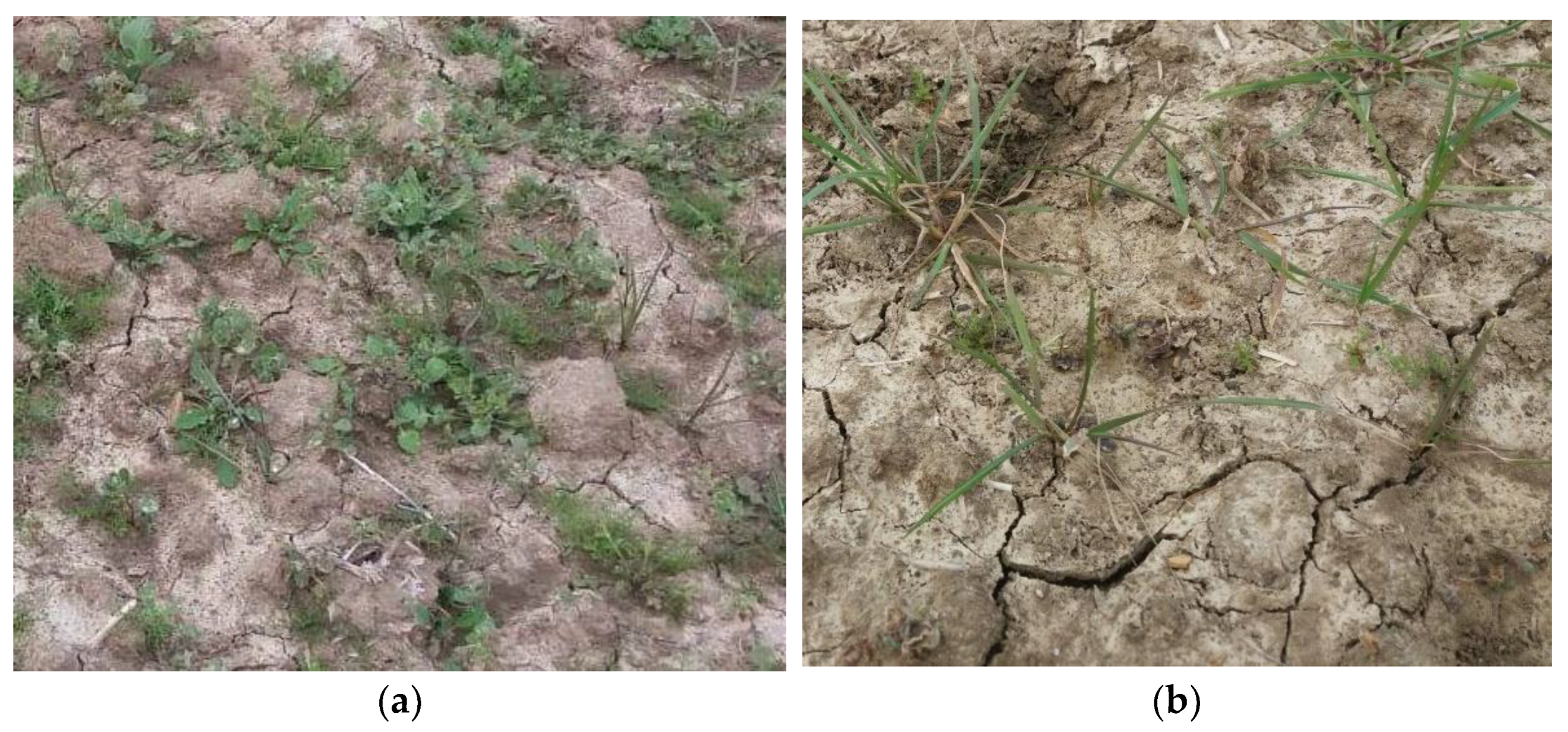 Agronomy 12 03229 g004