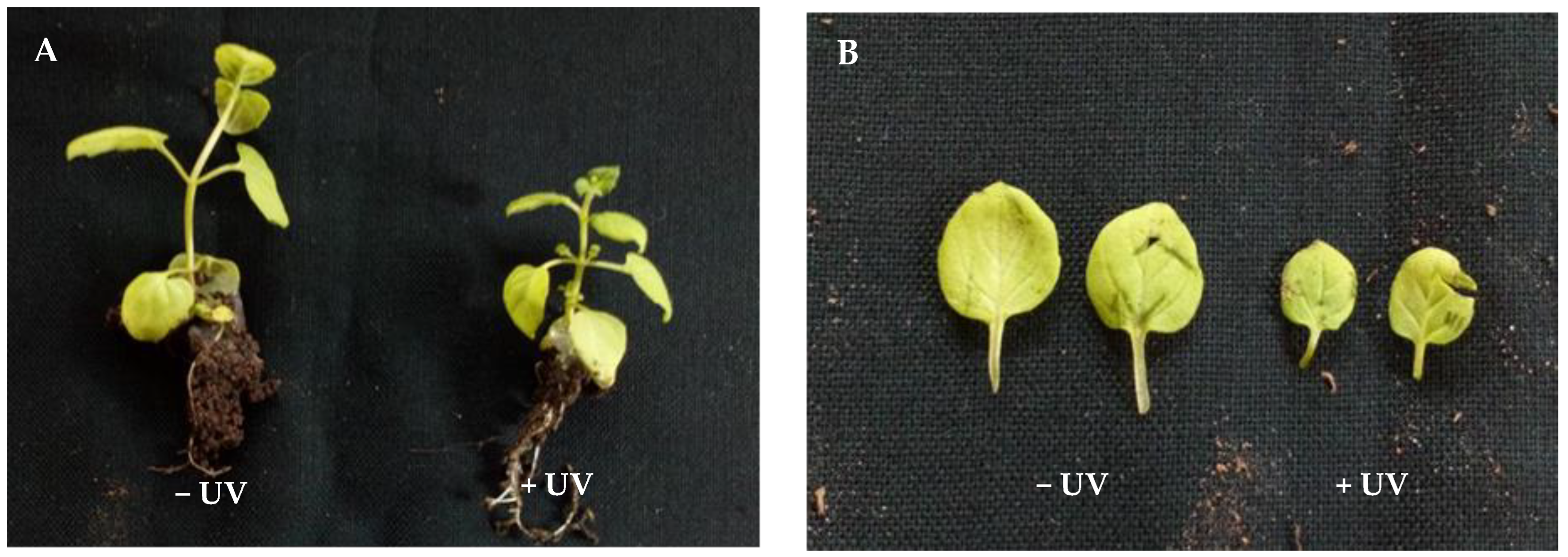 Agronomy 13 00002 g002