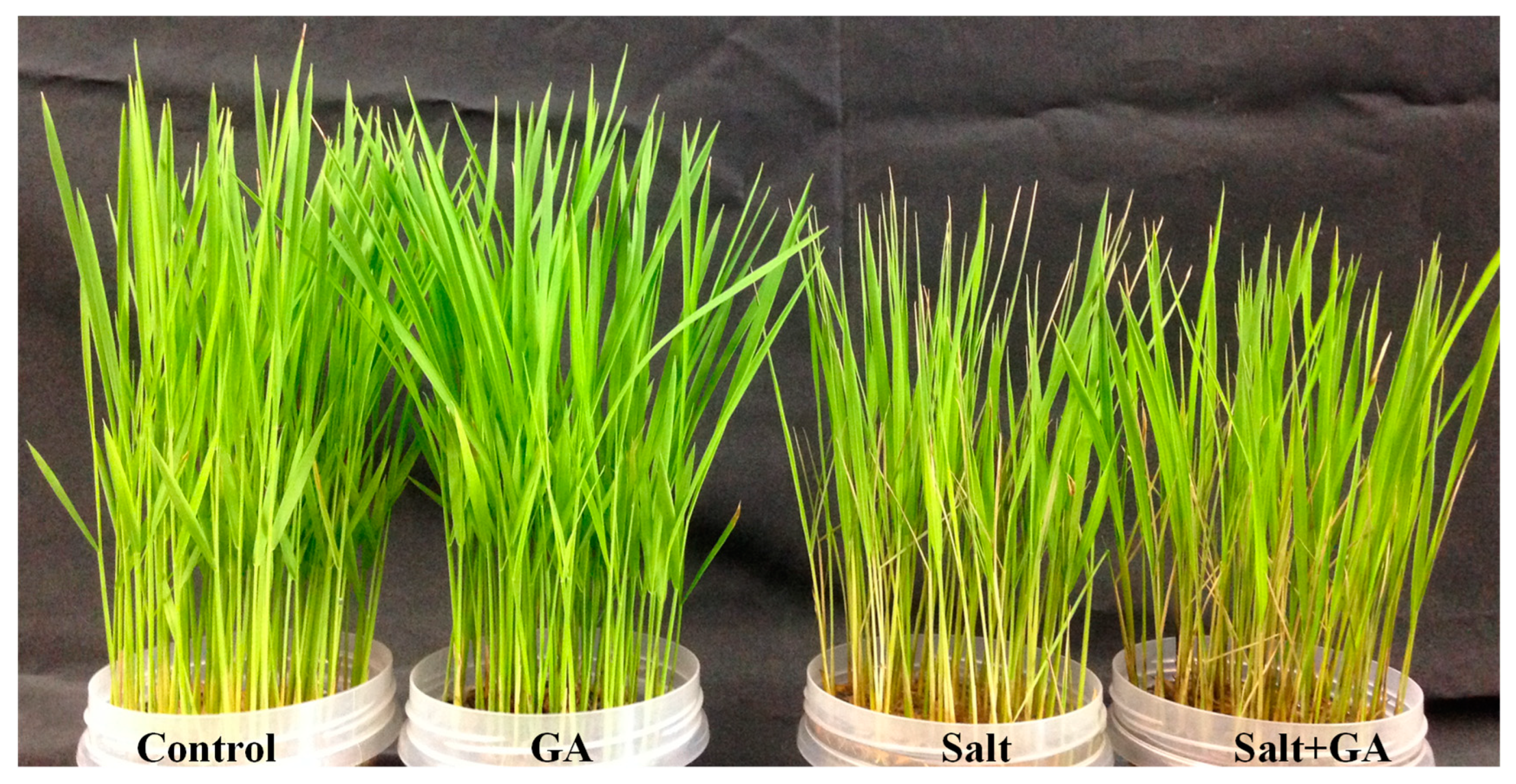 Agronomy 13 00016 g001 Agronomy 13 00016 g001