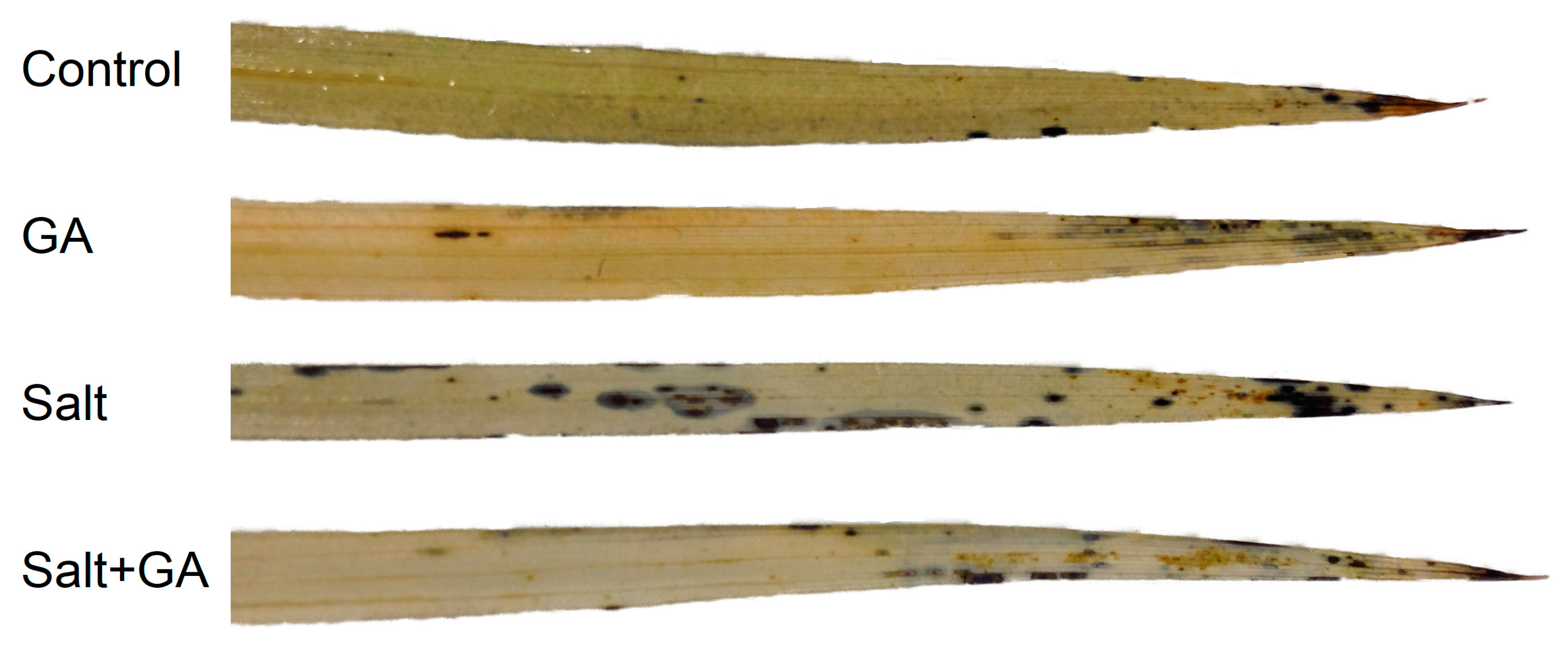 Agronomy 13 00016 g003 Agronomy 13 00016 g003