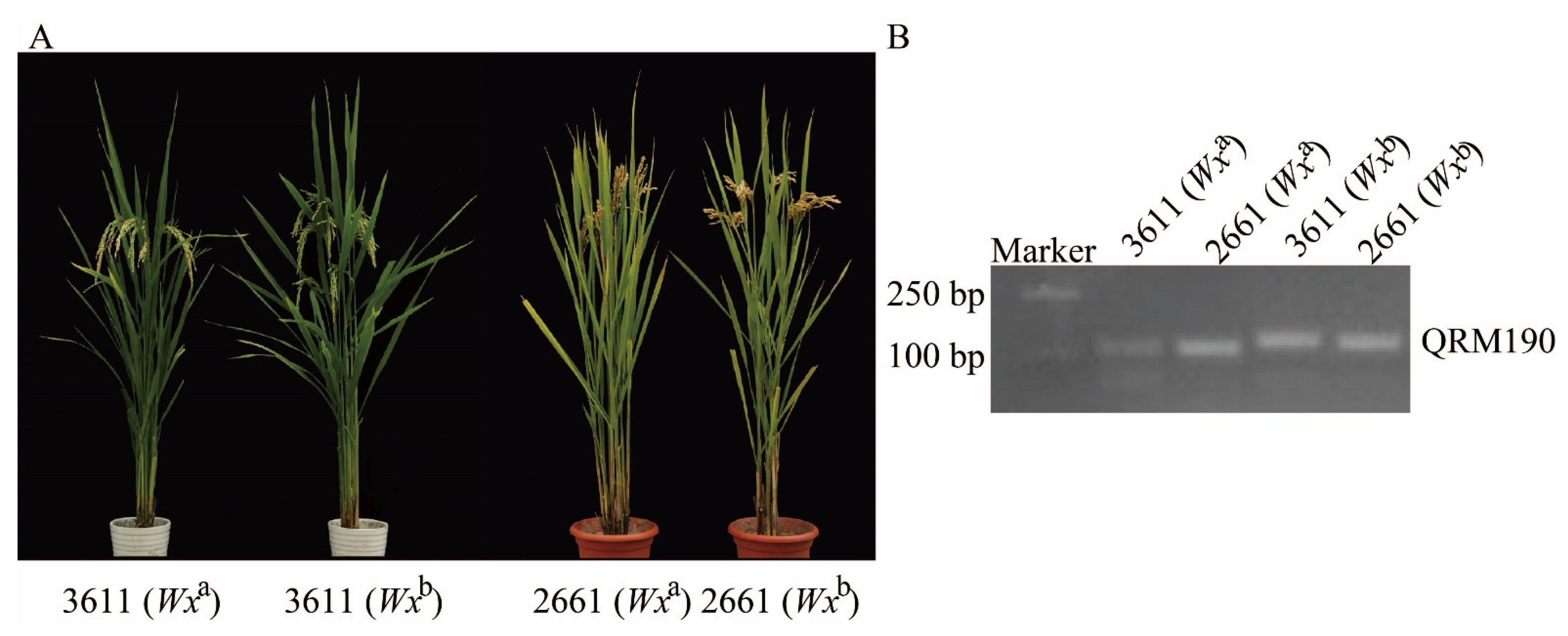 Agronomy 13 00017 g001 Agronomy 13 00017 g001