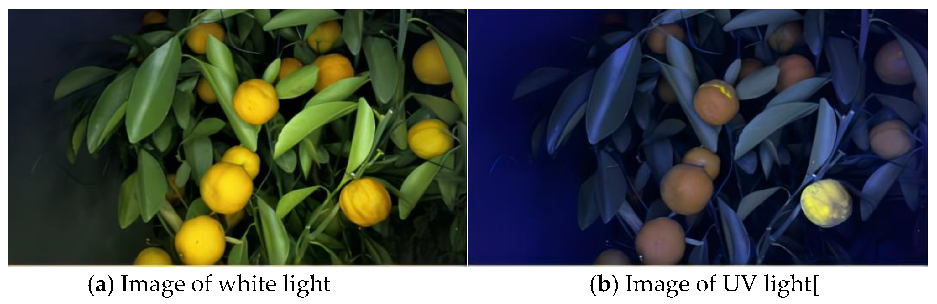 Agronomy 13 00043 g005 Agronomy 13 00043 g005