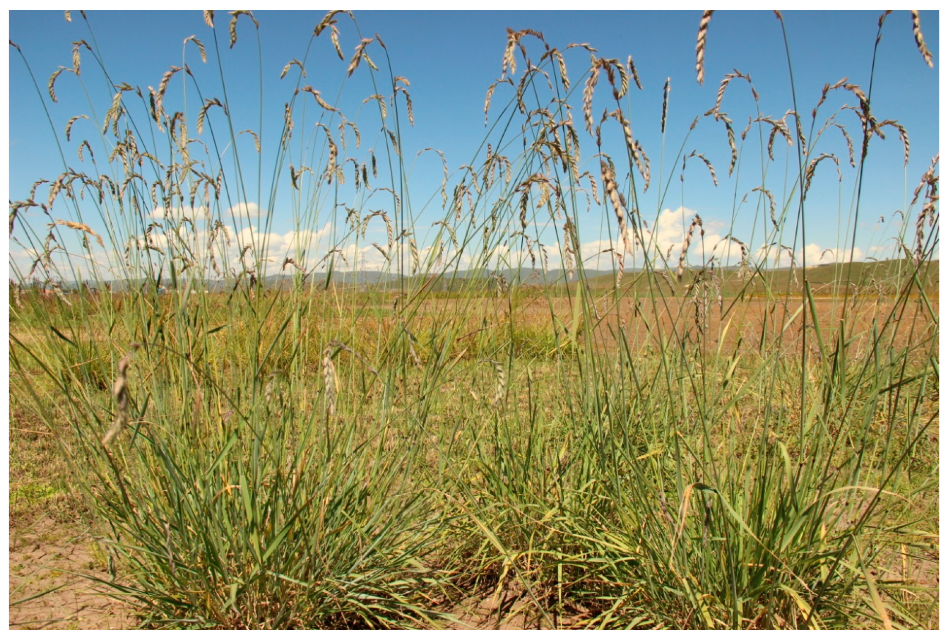 Agronomy 13 00055 g001