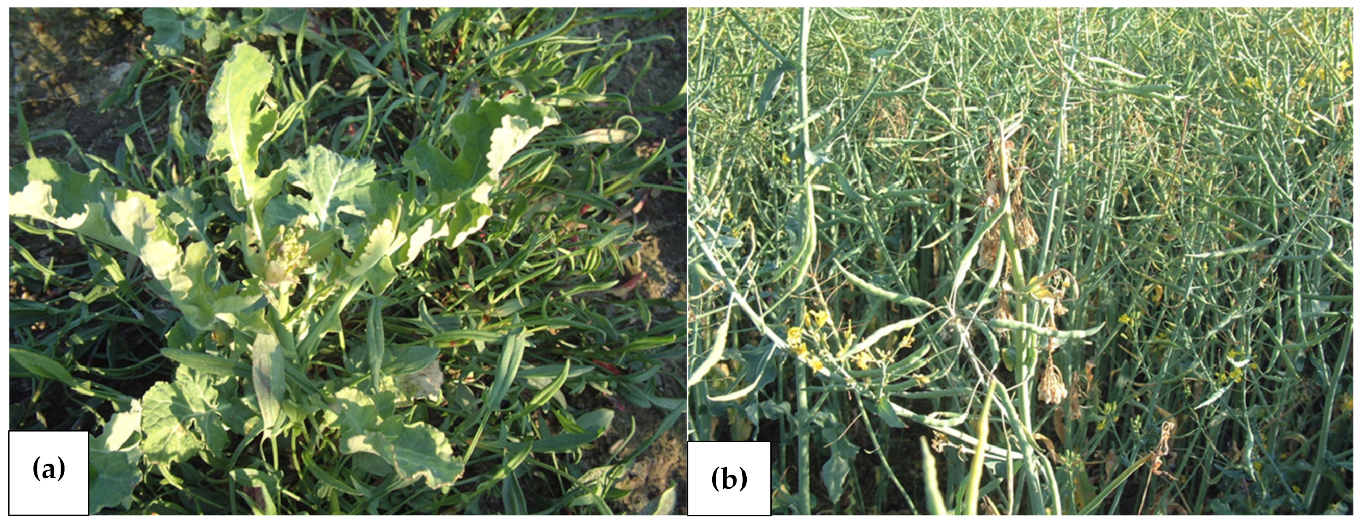 Agronomy 13 00066 g004 Agronomy 13 00066 g004