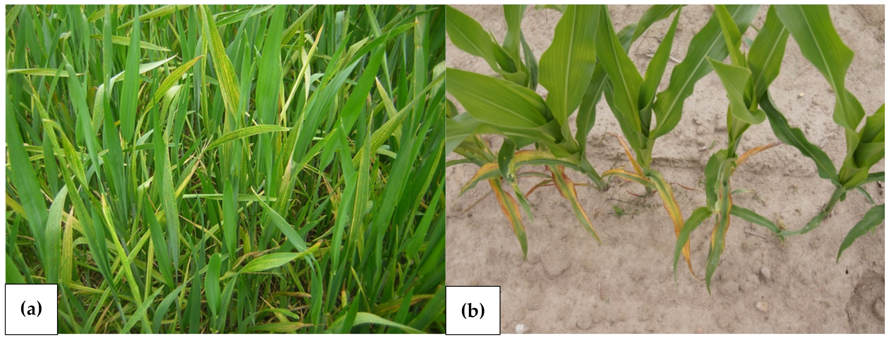 Agronomy 13 00066 g005 Agronomy 13 00066 g005