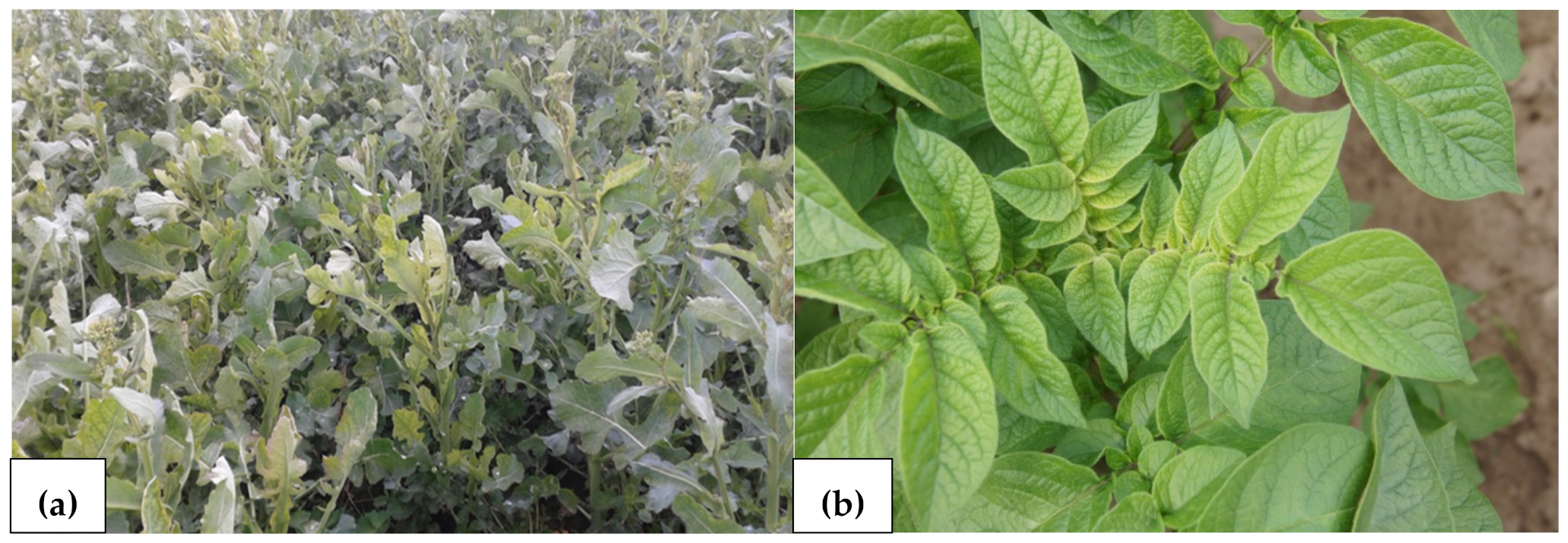 Agronomy 13 00066 g007 Agronomy 13 00066 g007