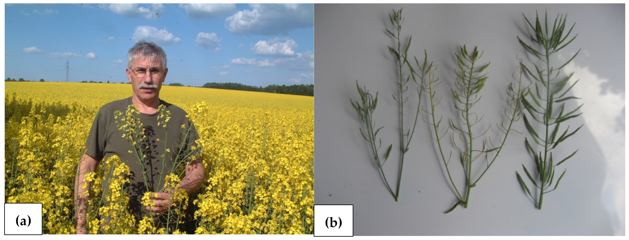 Agronomy 13 00066 g008 Agronomy 13 00066 g008