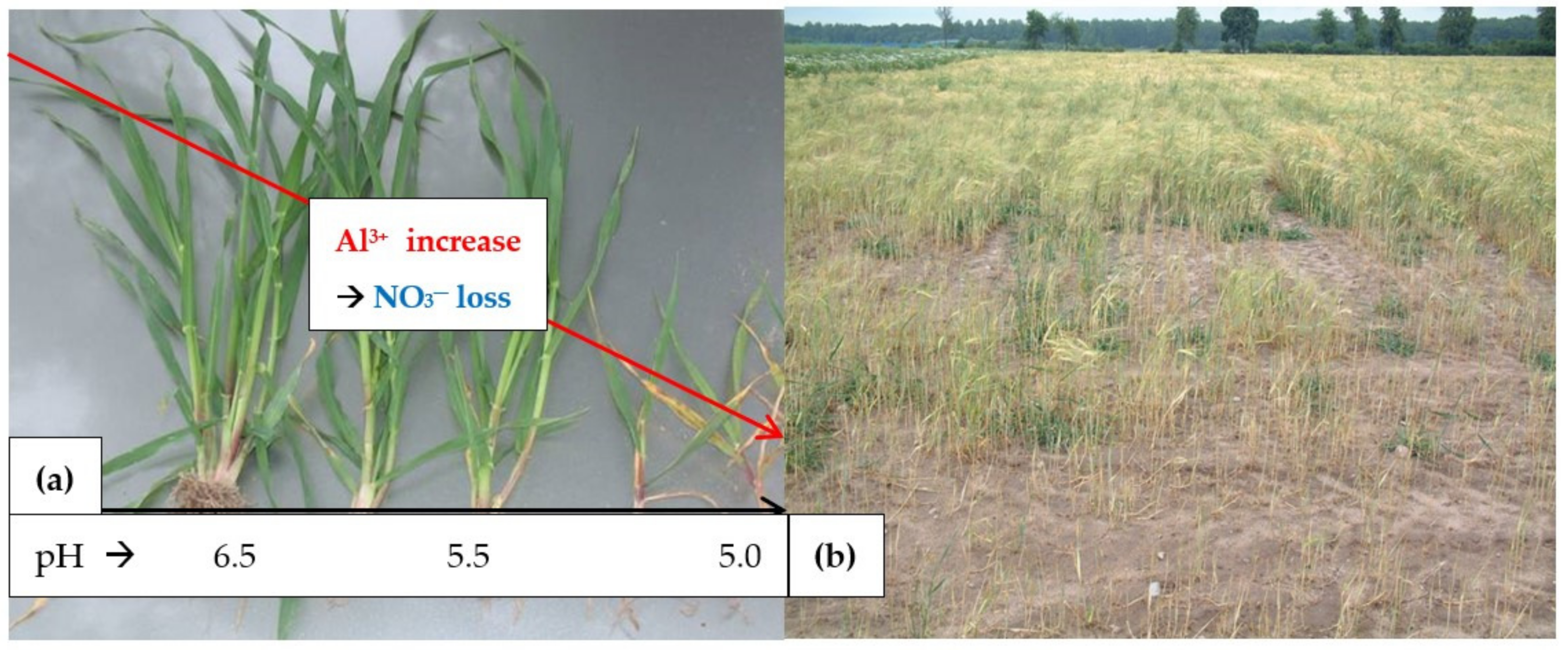 Agronomy 13 00066 g009 Agronomy 13 00066 g009
