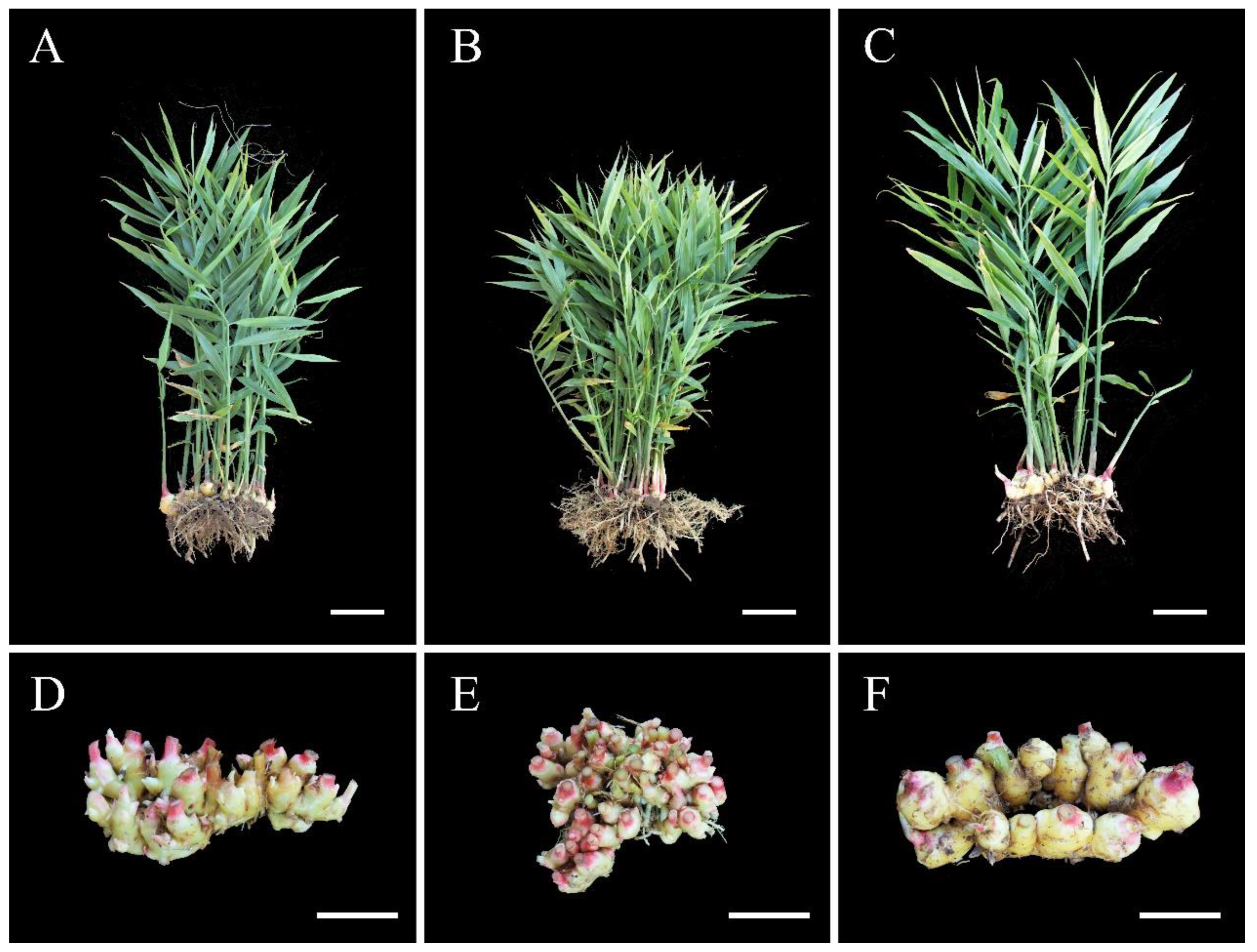 Agronomy 13 00074 g003