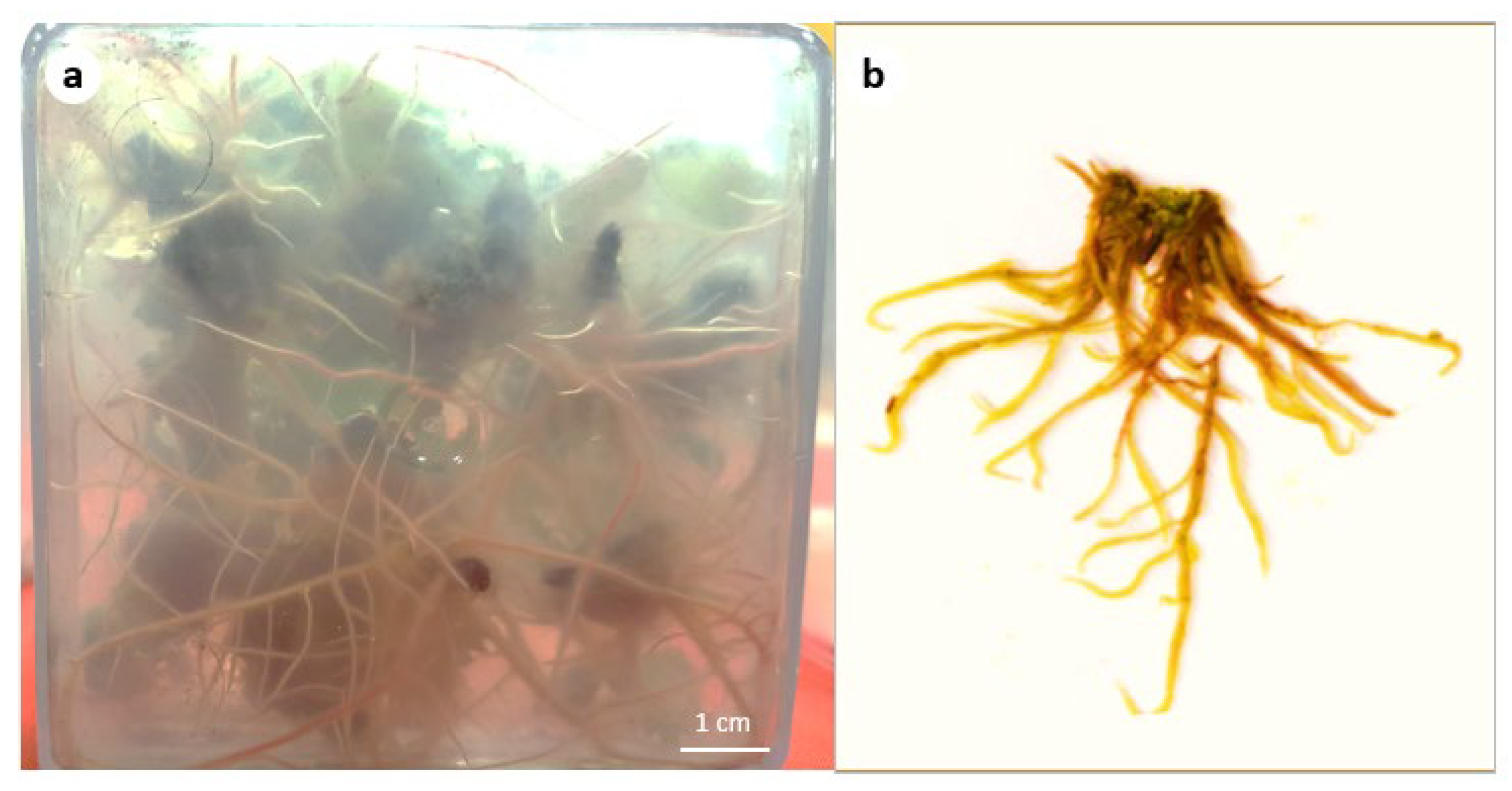 Effects of Artificial Light Spectra and Sucrose on the Leaf Pigments ...