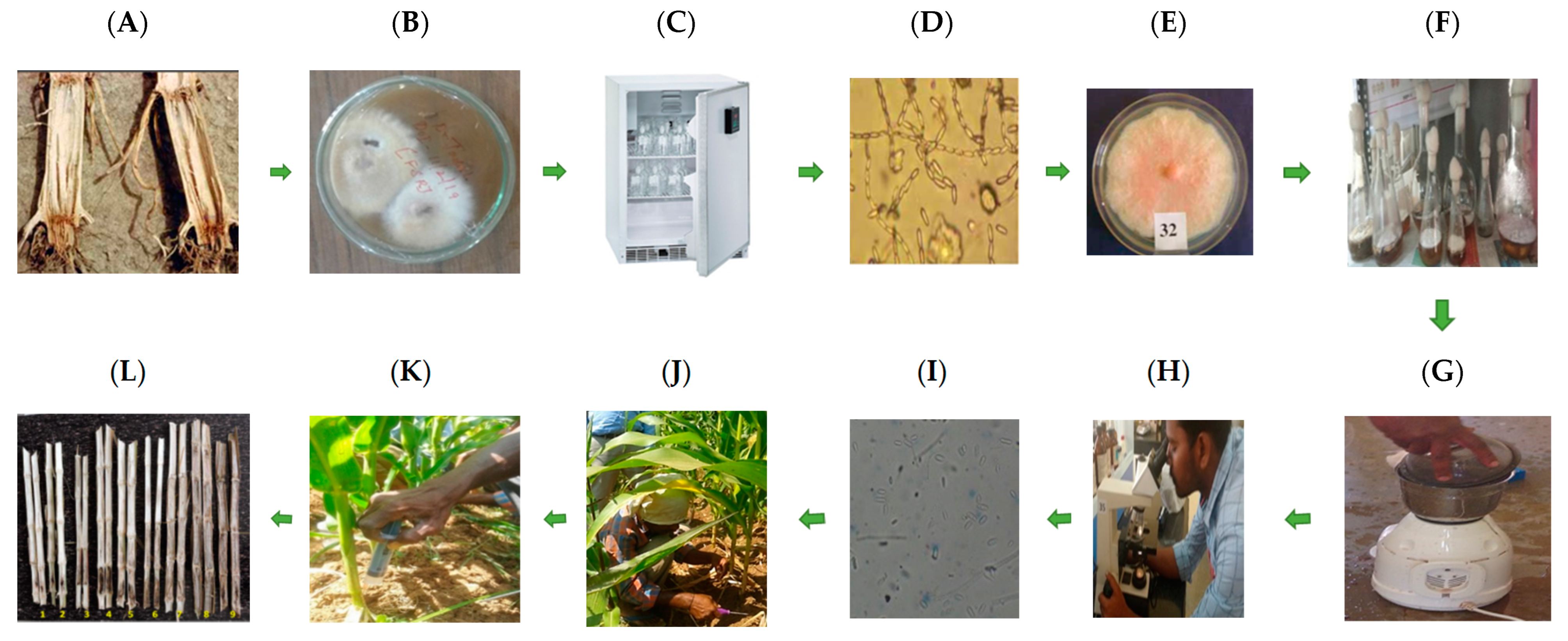 Agronomy 13 00100 g002