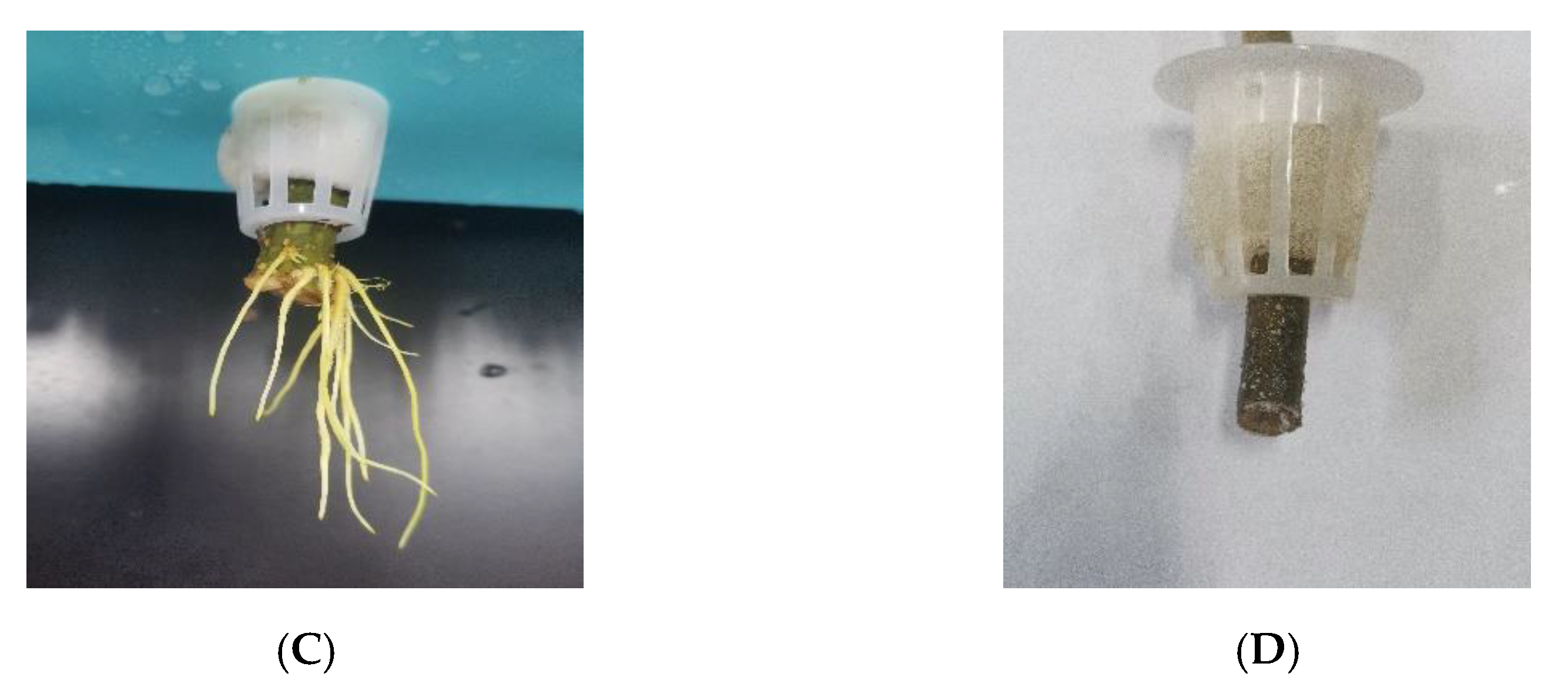 Agronomy 13 00106 g004b Agronomy 13 00106 g004b