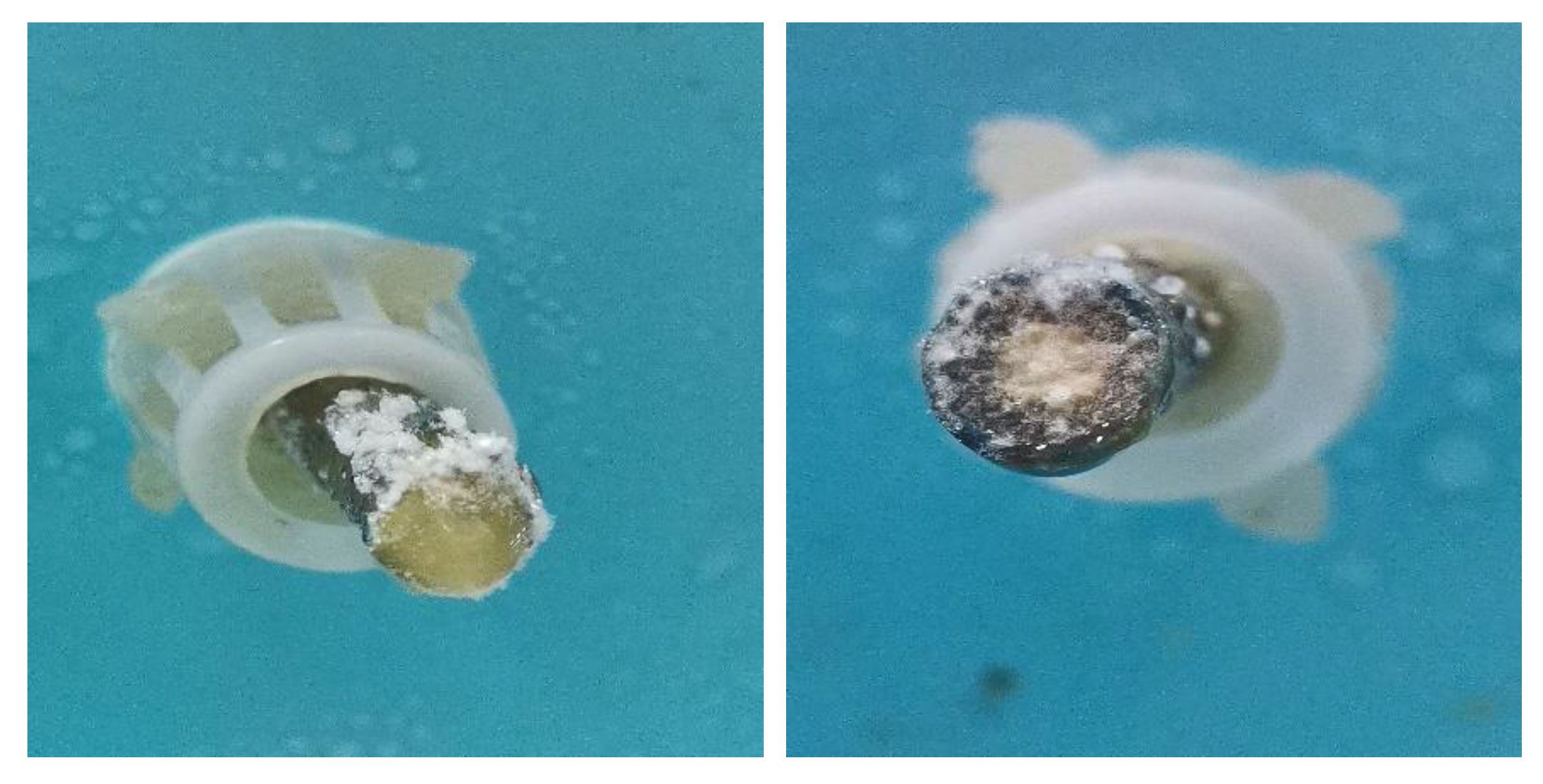 Agronomy 13 00106 g006 Agronomy 13 00106 g006