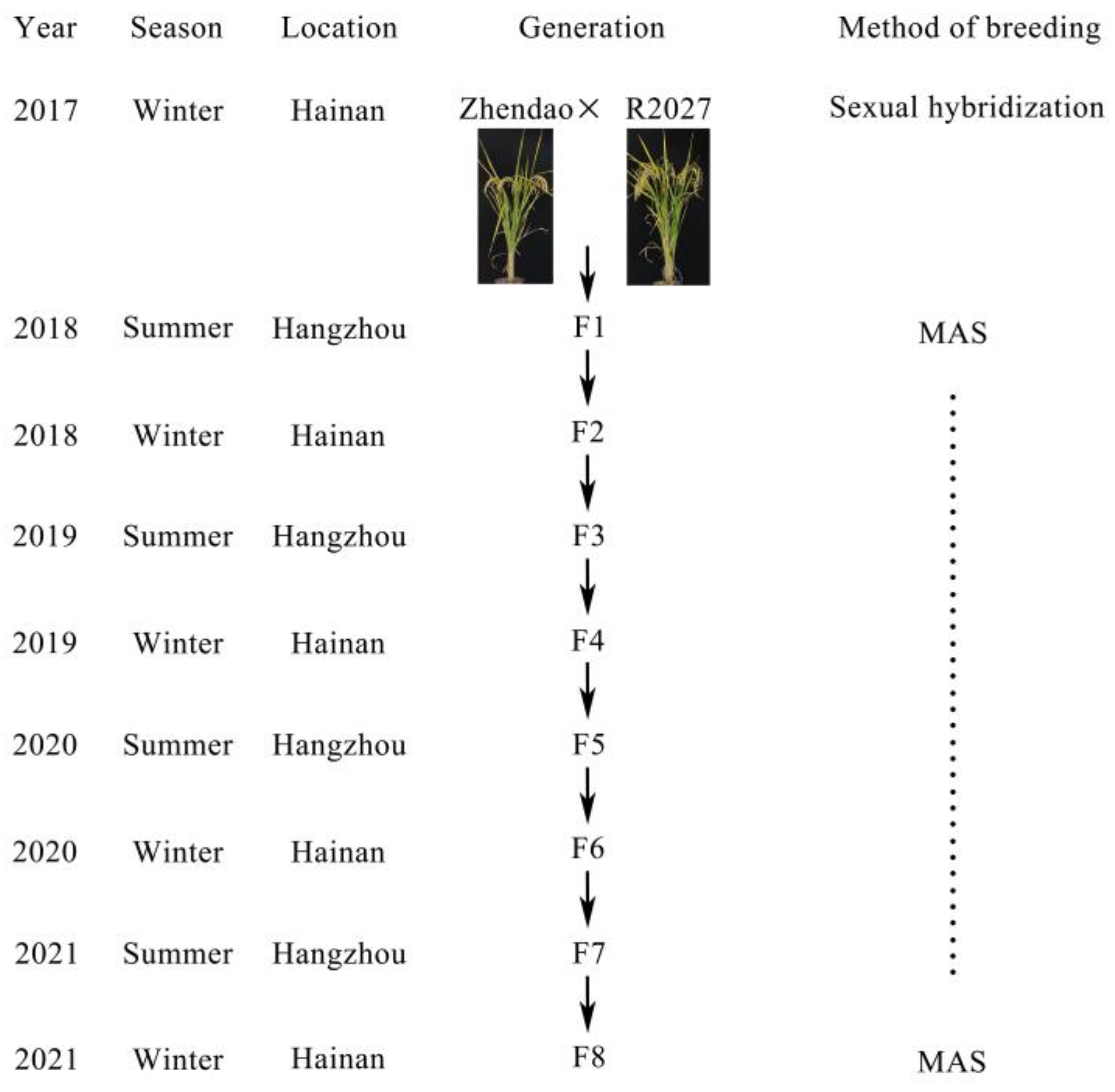Agronomy | Free Full-Text | Breeding of the Long-Grain Restorer of 