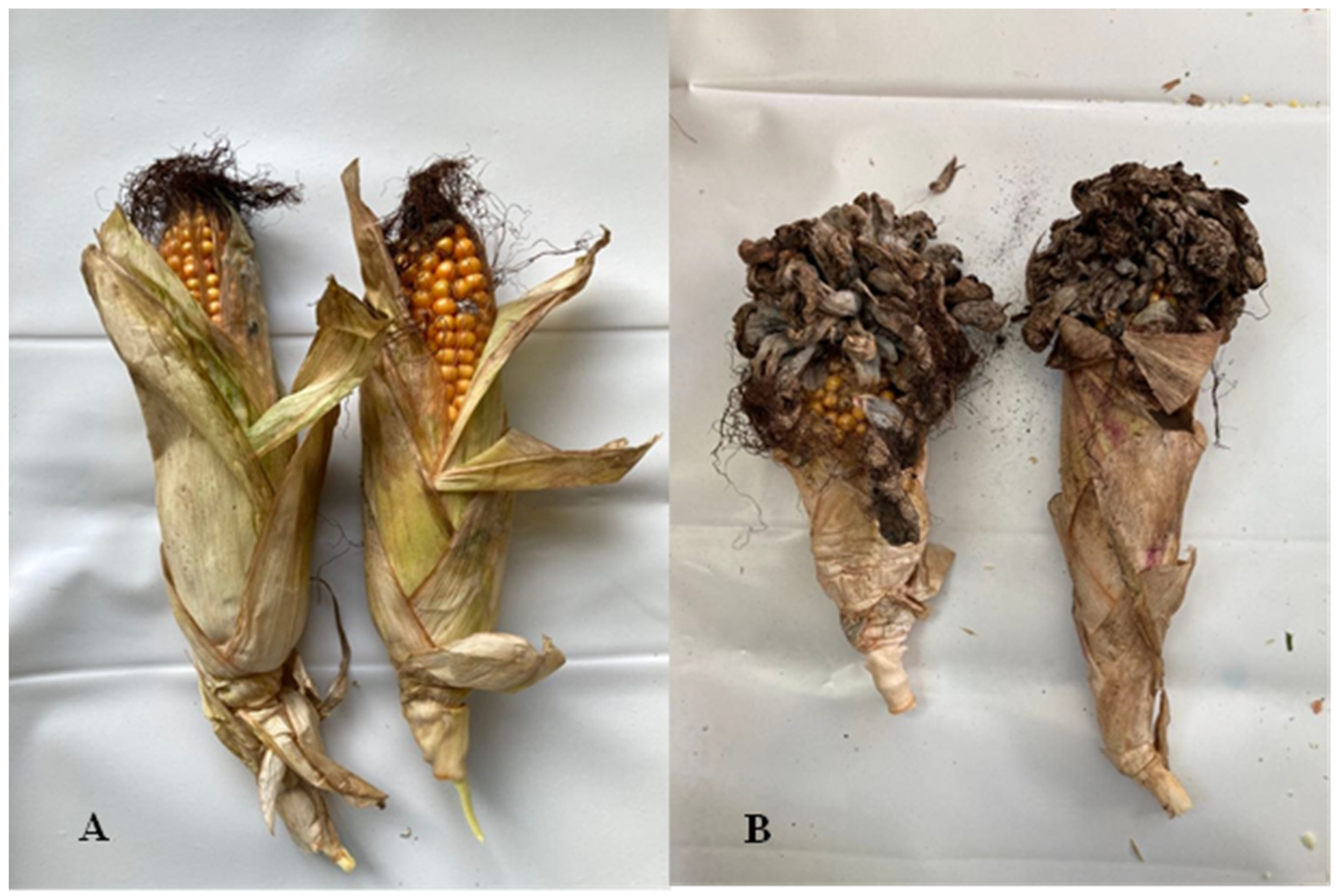 Agronomy 13 00111 g001 Agronomy 13 00111 g001