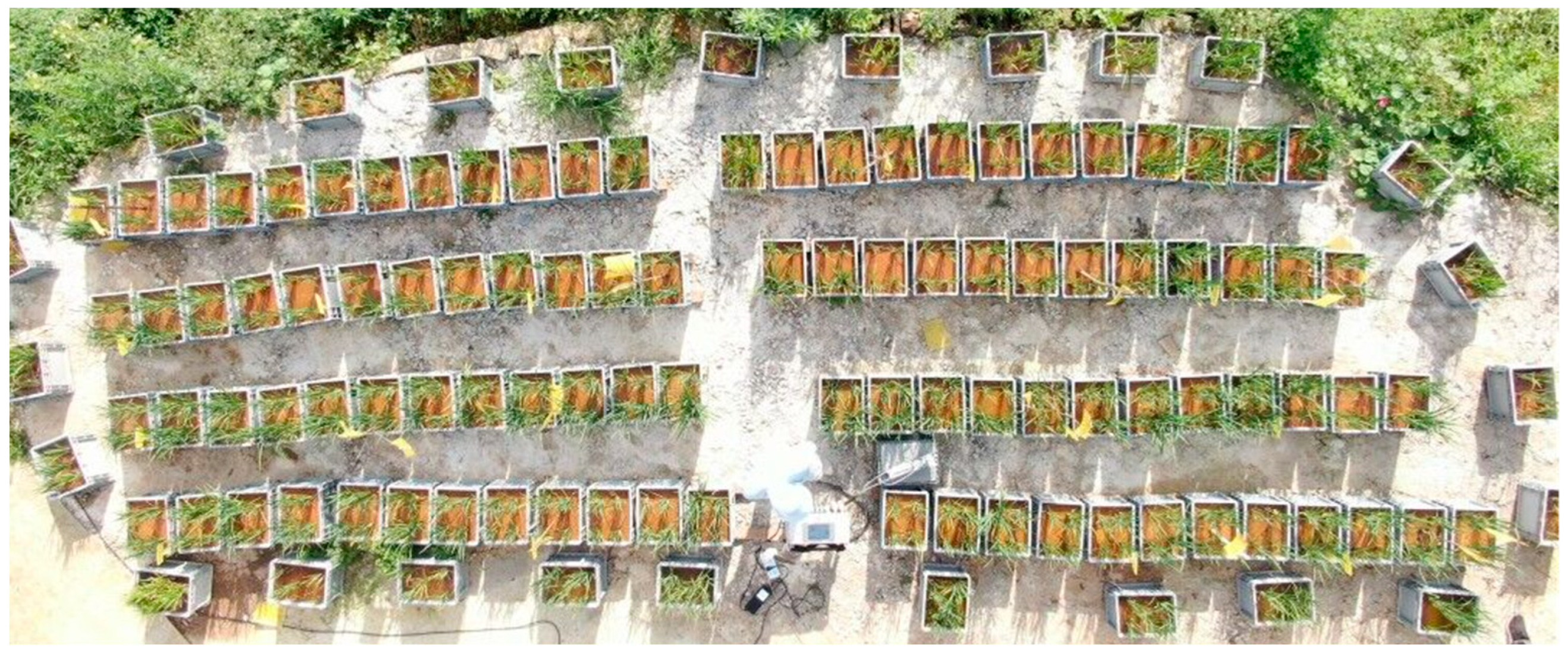 Agronomy 13 00121 g001 Agronomy 13 00121 g001