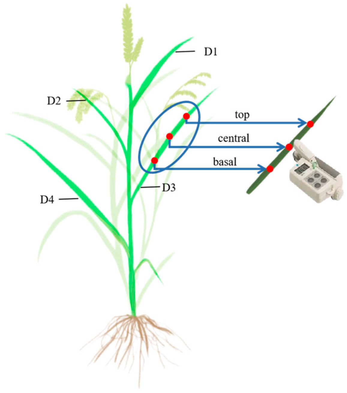 Agronomy 13 00121 g002 Agronomy 13 00121 g002