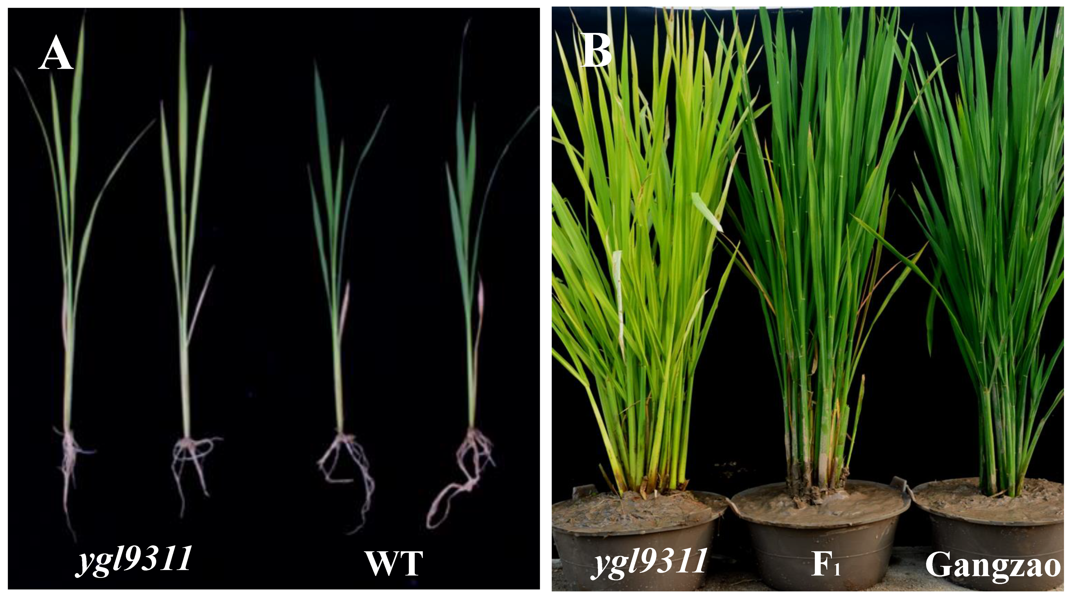 Agronomy 13 00129 g001