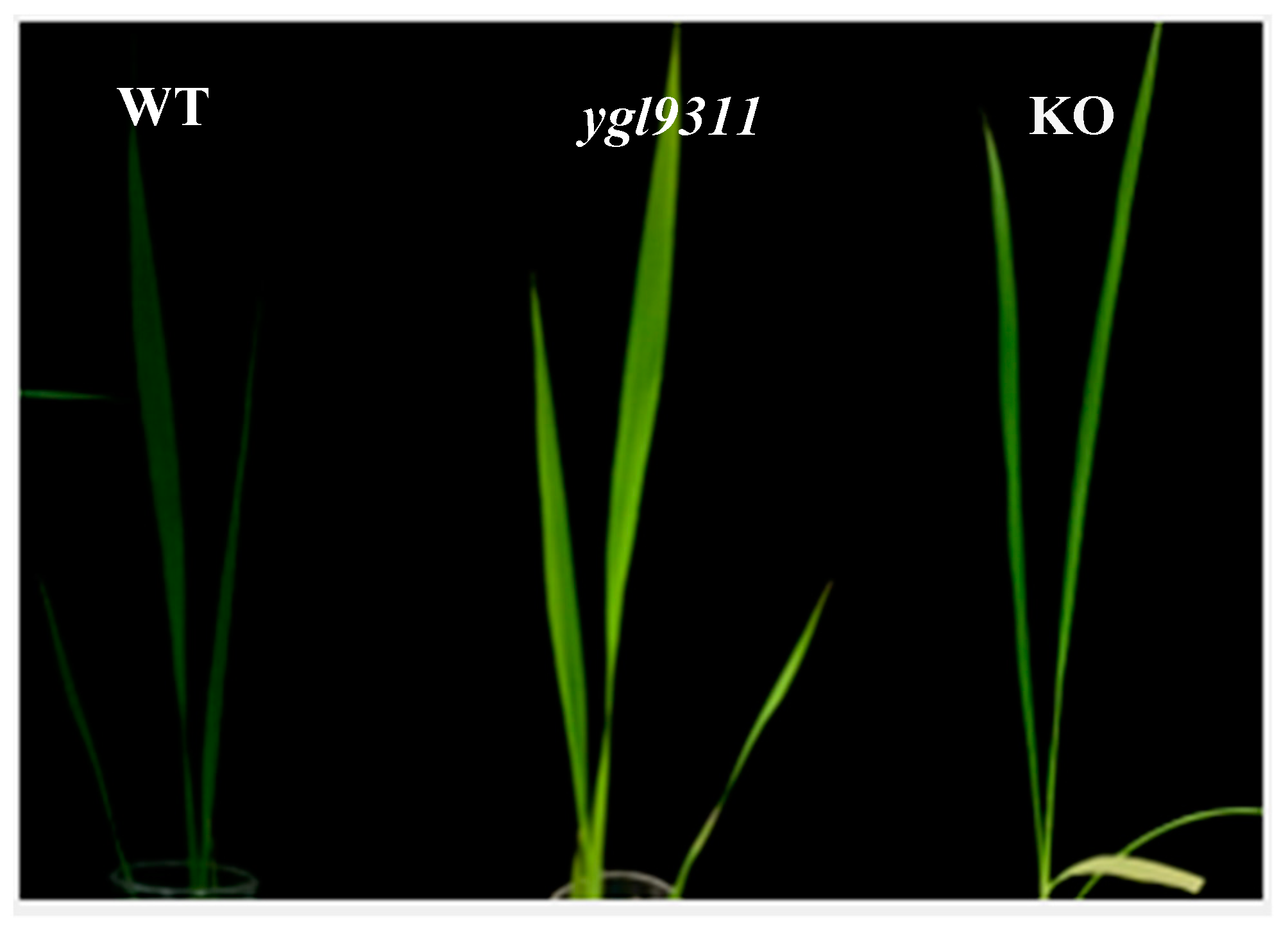 Agronomy 13 00129 g008