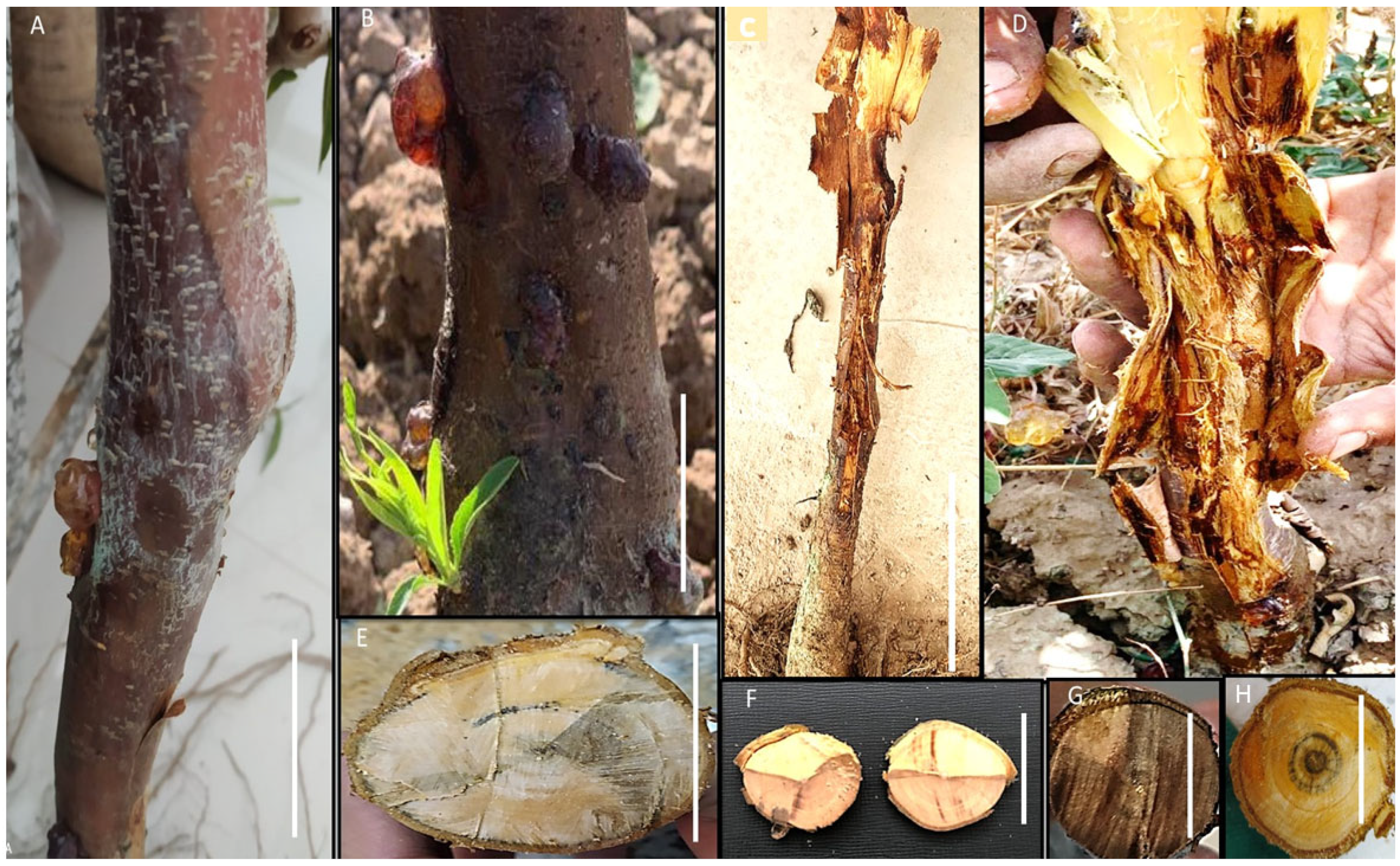 Agronomy 13 00130 g002