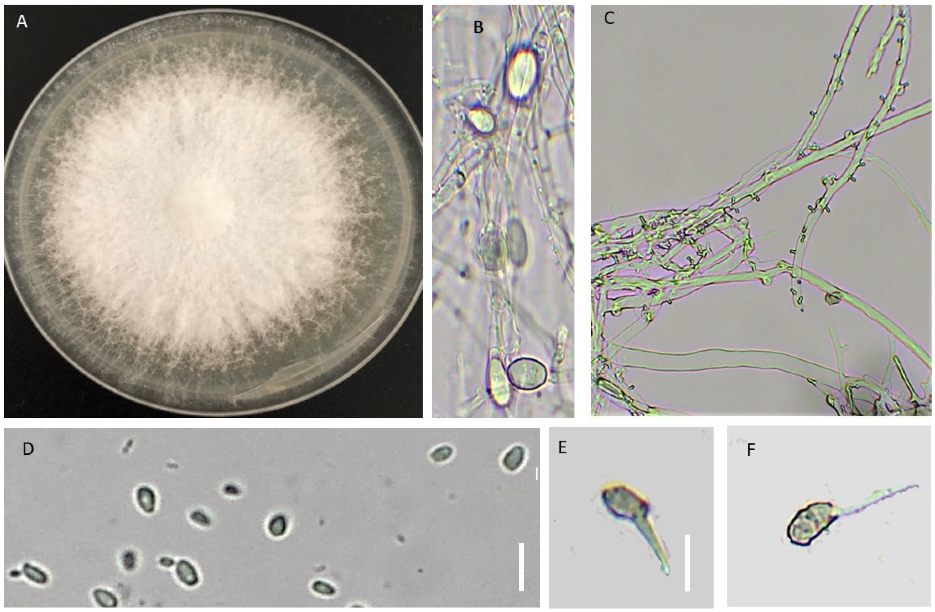 Agronomy 13 00130 g005