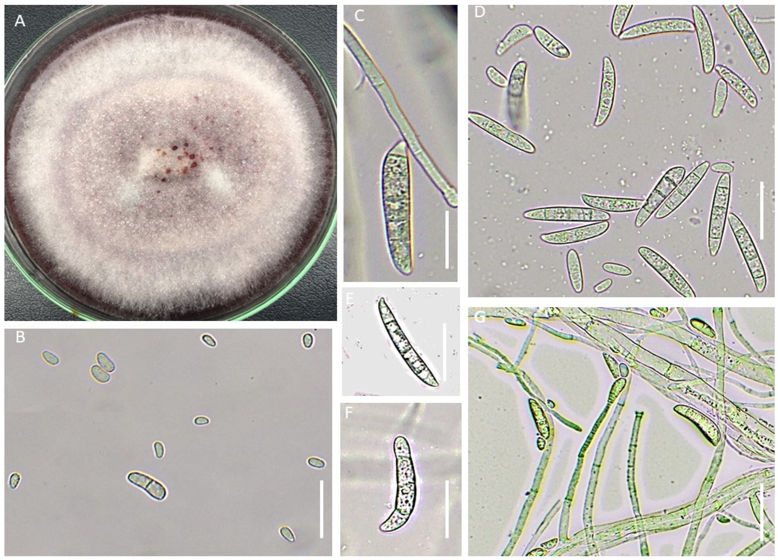 Agronomy 13 00130 g006