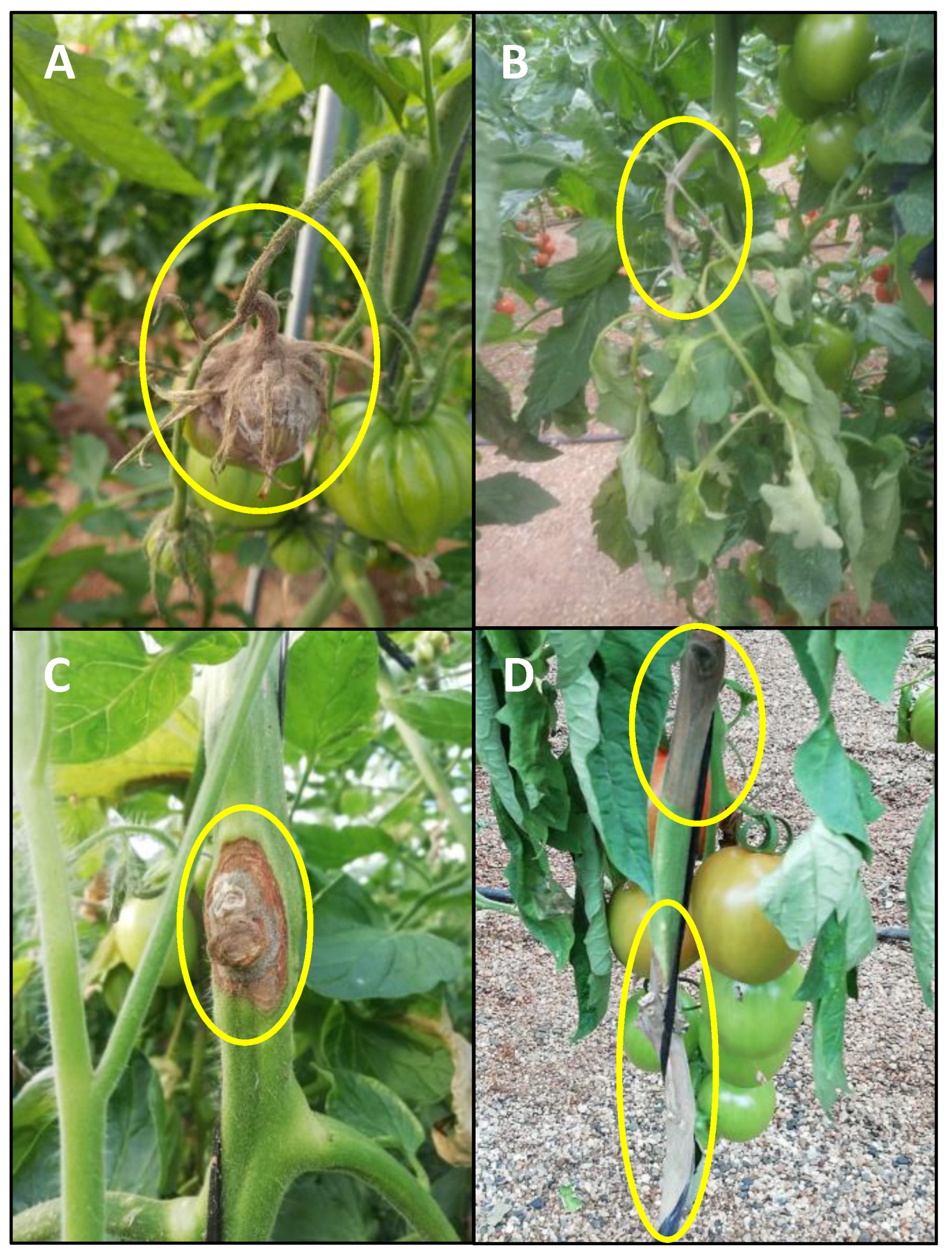 Agronomy 13 00137 g002