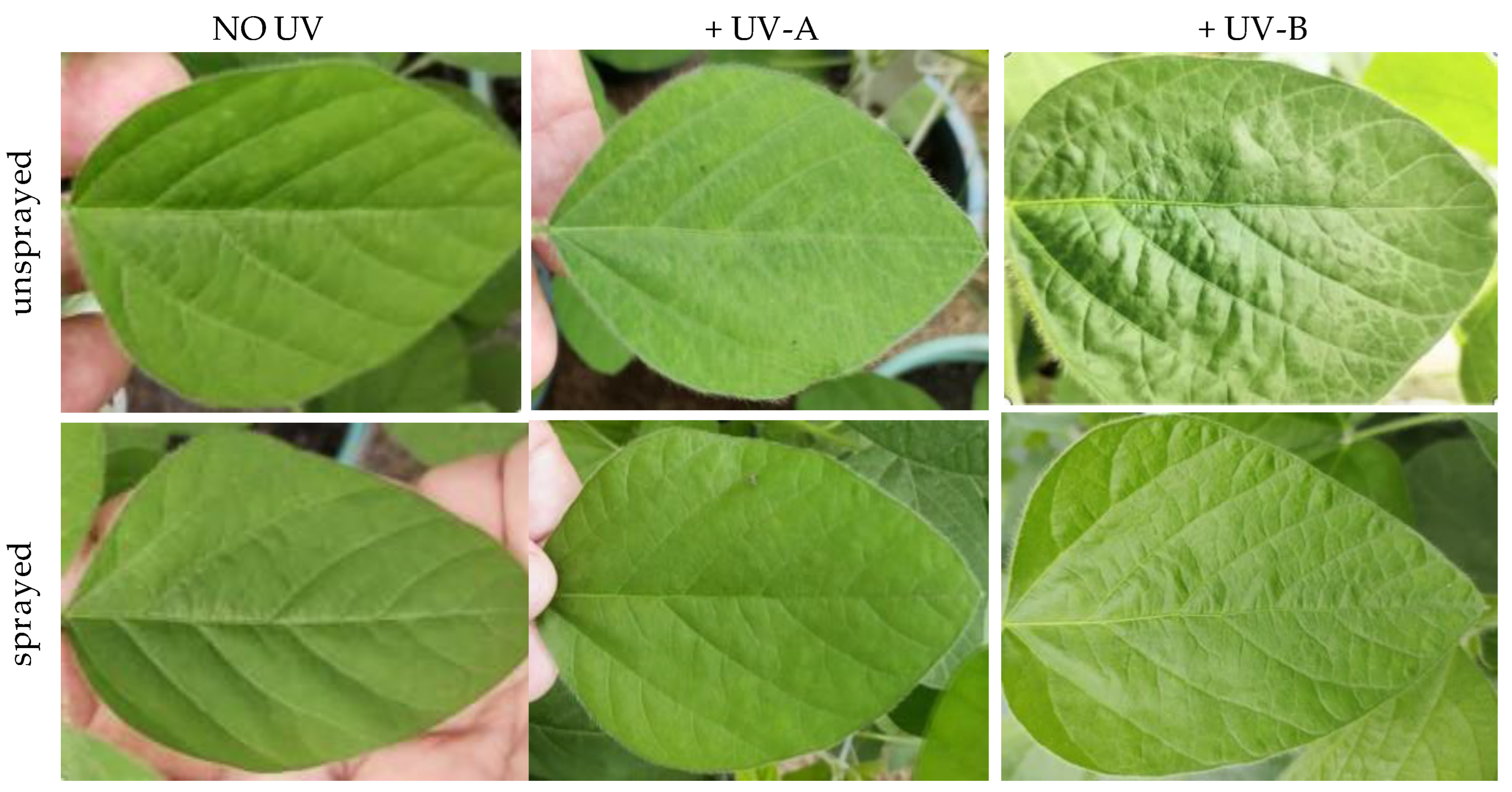 Agronomy 13 00138 g005