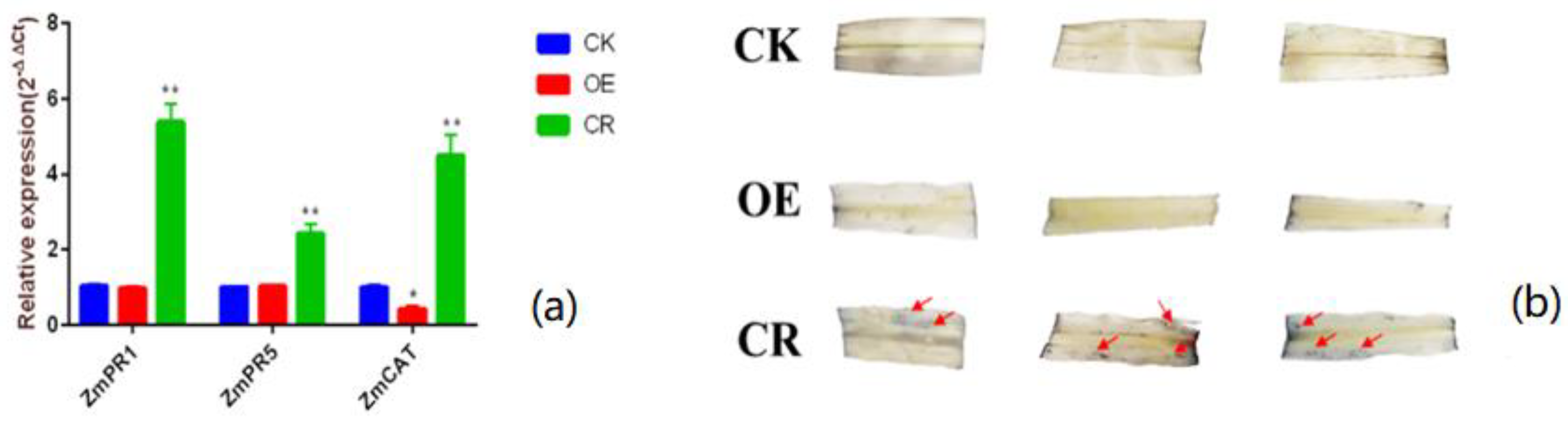 Agronomy 13 00152 g005
