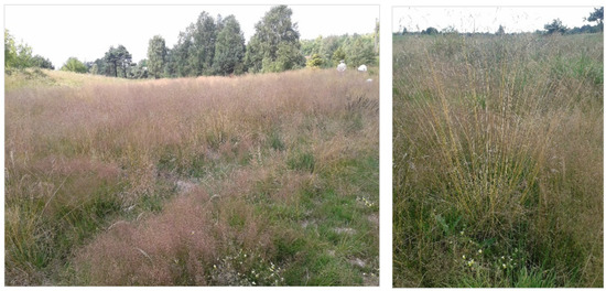 Zinc Phytoremediation Using Stubborn Grass