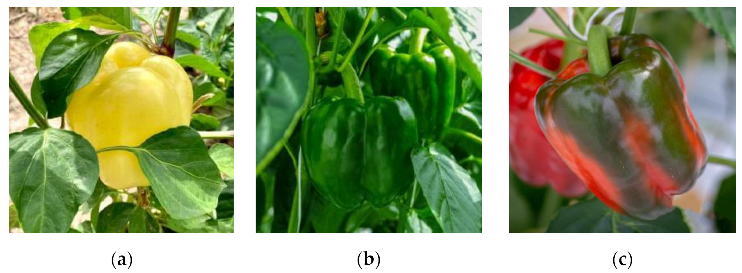 Agronomy 13 00196 g002 Agronomy 13 00196 g002