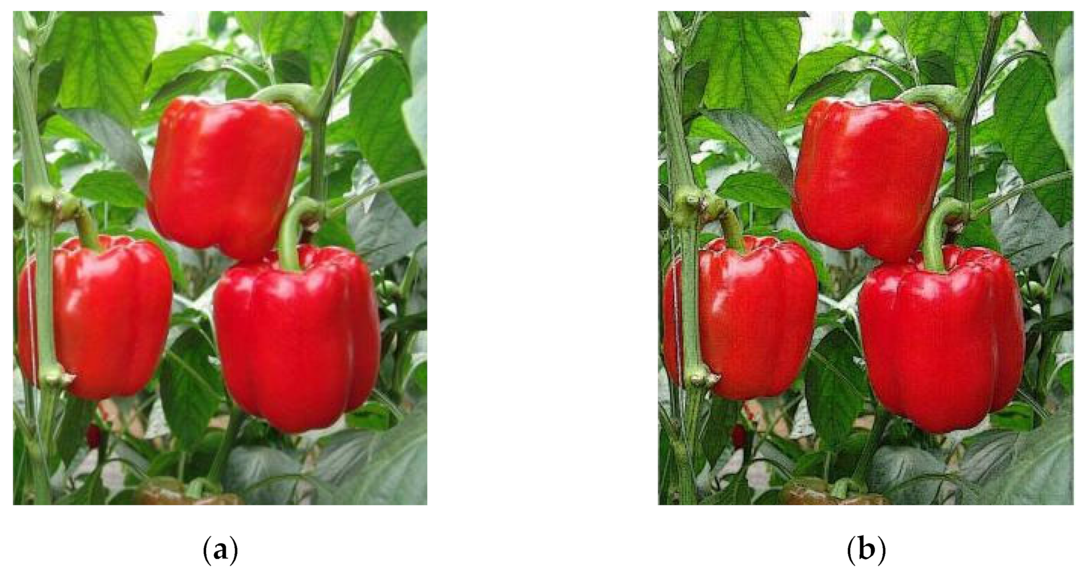 Agronomy 13 00196 g004 Agronomy 13 00196 g004