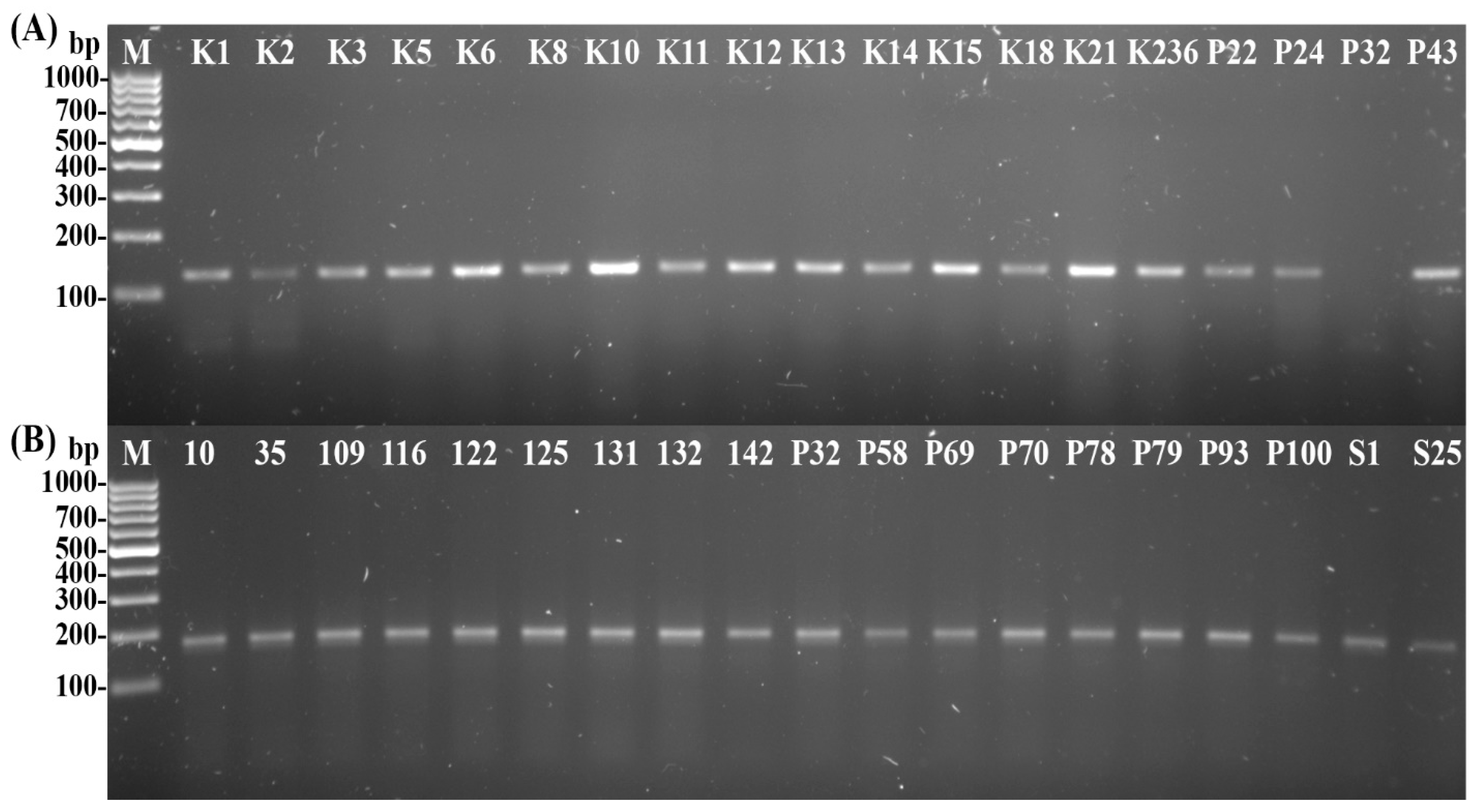 Agronomy 13 00199 g004