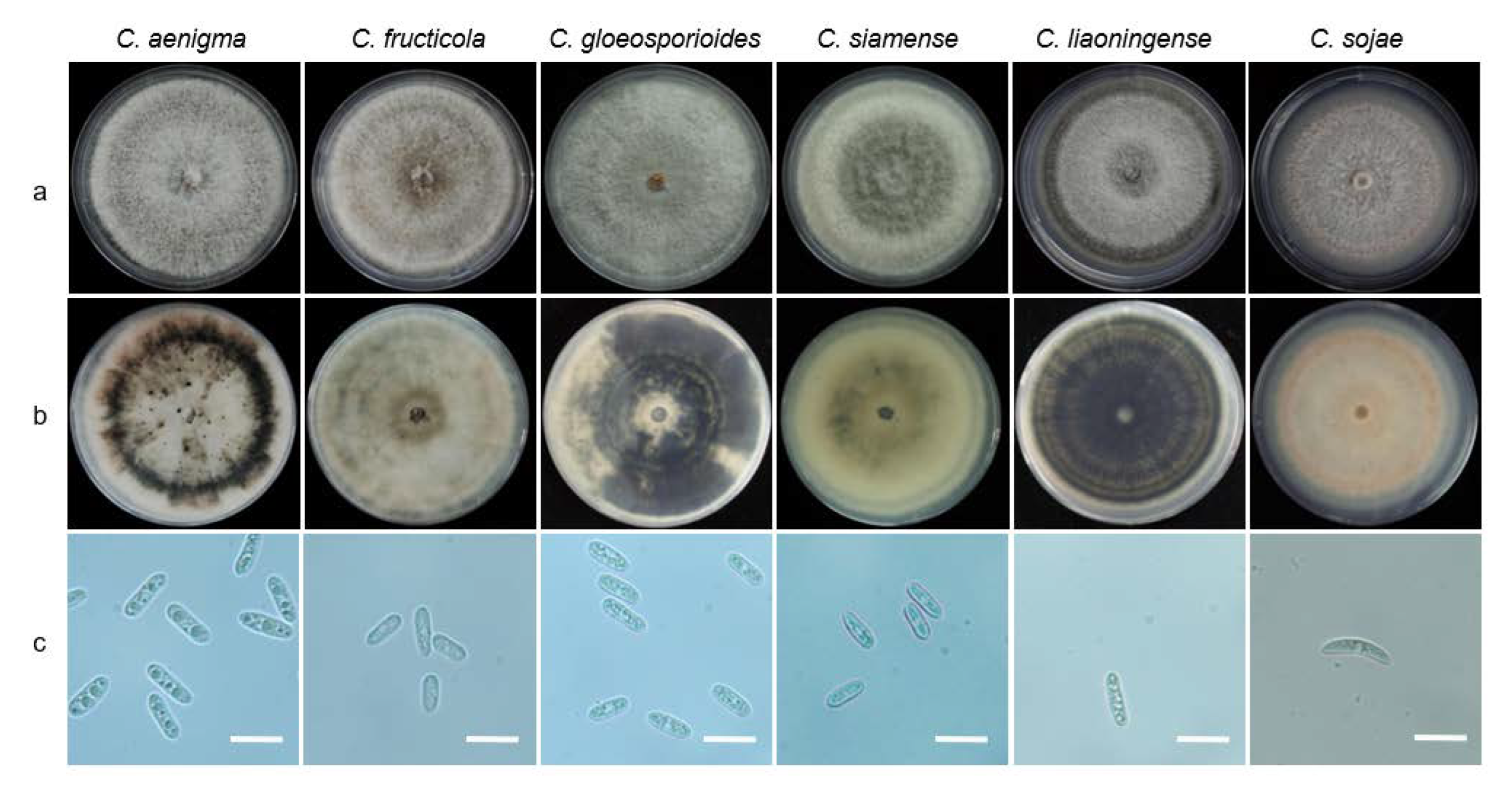 Agronomy 13 00214 g005