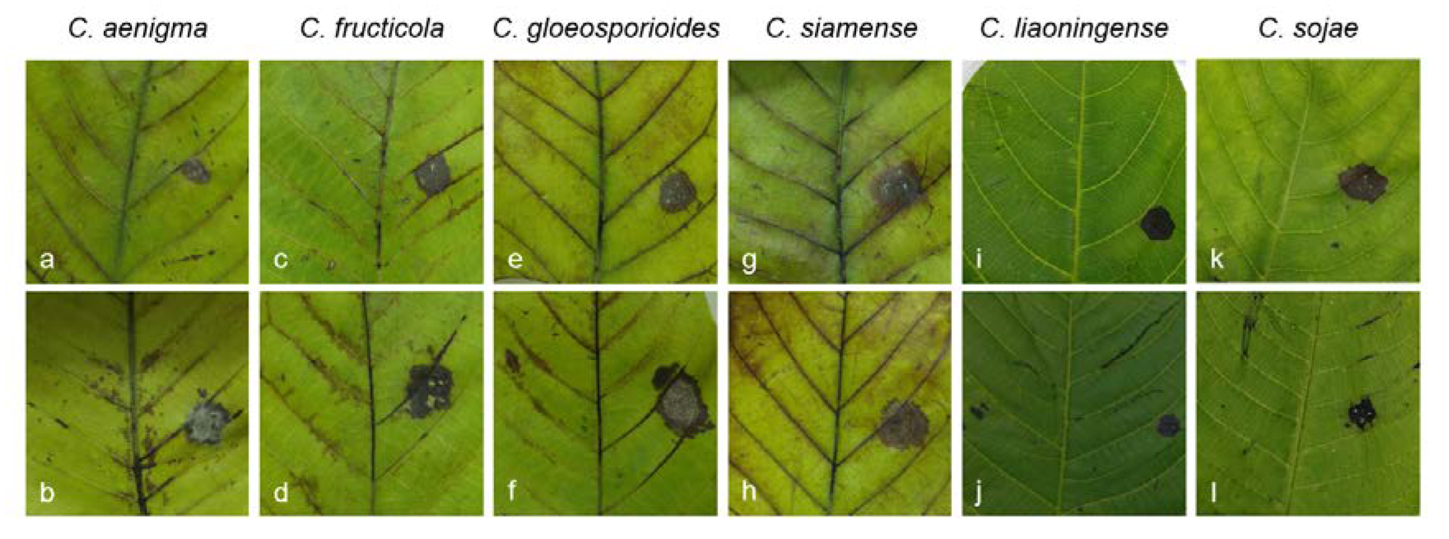 Agronomy 13 00214 g007